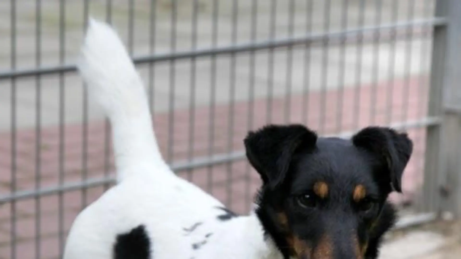 Tierheimhund Kauris