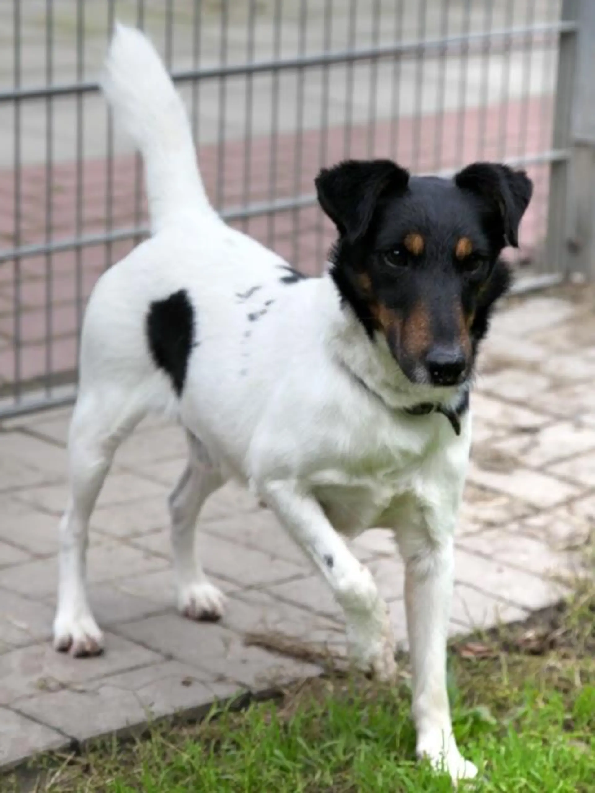 Tierheimhund Kauris