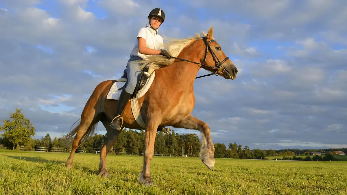 Haflinger (Equus przewalskii f. caballus), Teenagerin reitet auf einer Wiese, Deutschland, Bayern | Haflinger horse (Equus przewalskii f. caballus), teenage girl riding in a meadow, Germany, Bavaria | Verwendung weltweit