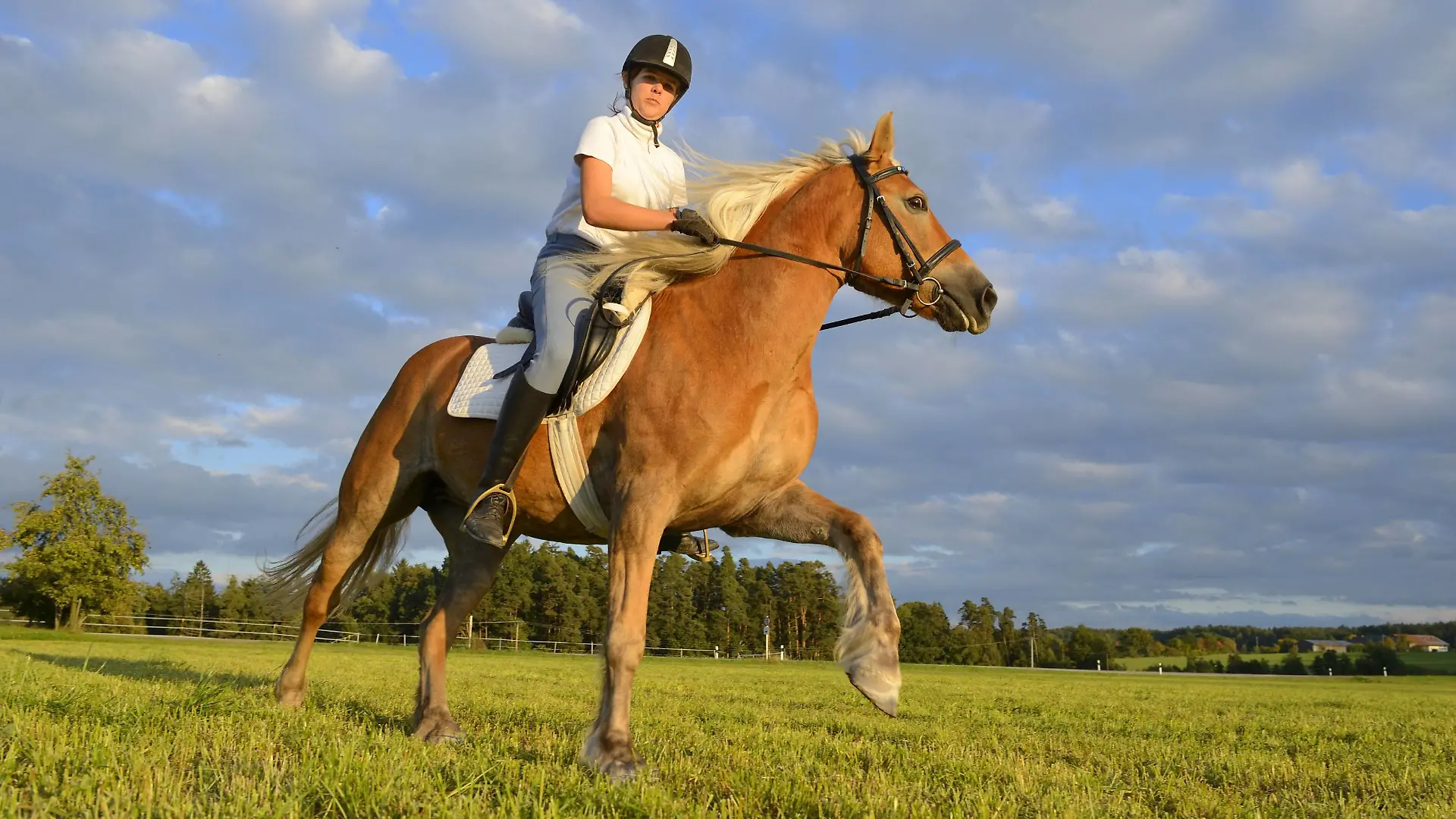 Haflinger (Equus przewalskii f. caballus), Teenagerin reitet auf einer Wiese, Deutschland, Bayern | Haflinger horse (Equus przewalskii f. caballus), teenage girl riding in a meadow, Germany, Bavaria | Verwendung weltweit