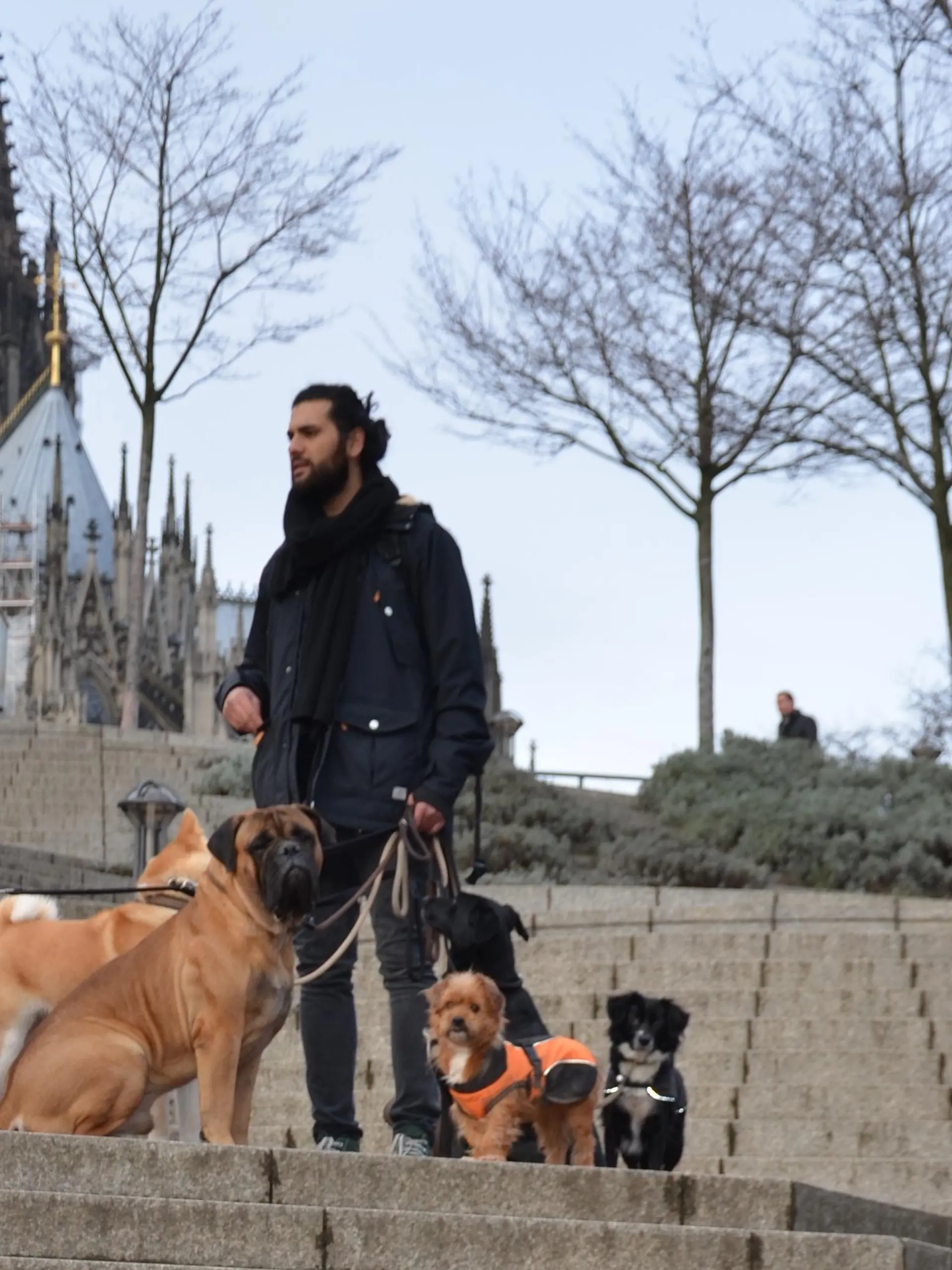 HKM Hundeflüsterer Mehrhunde Gassitraining