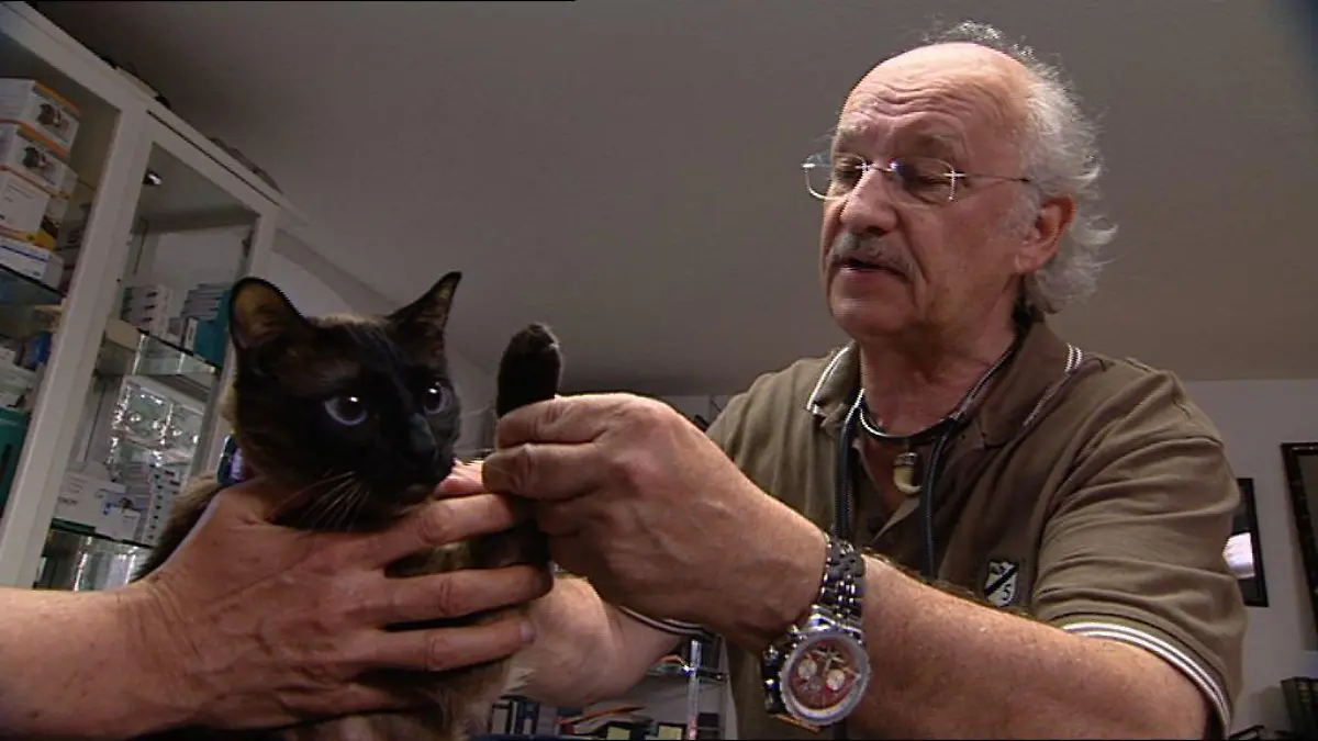 Sprechstunde1 - Katze mit Pfotenvertzung
