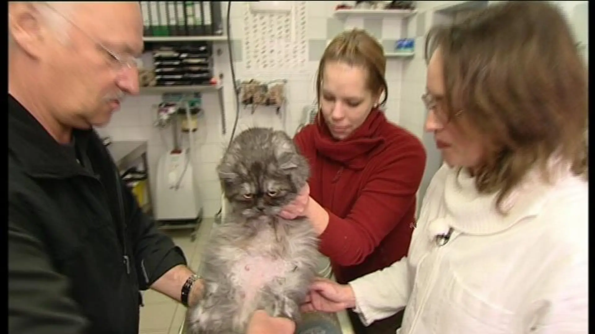 wdhl sprechstunde1 th katze trächtigkeit2