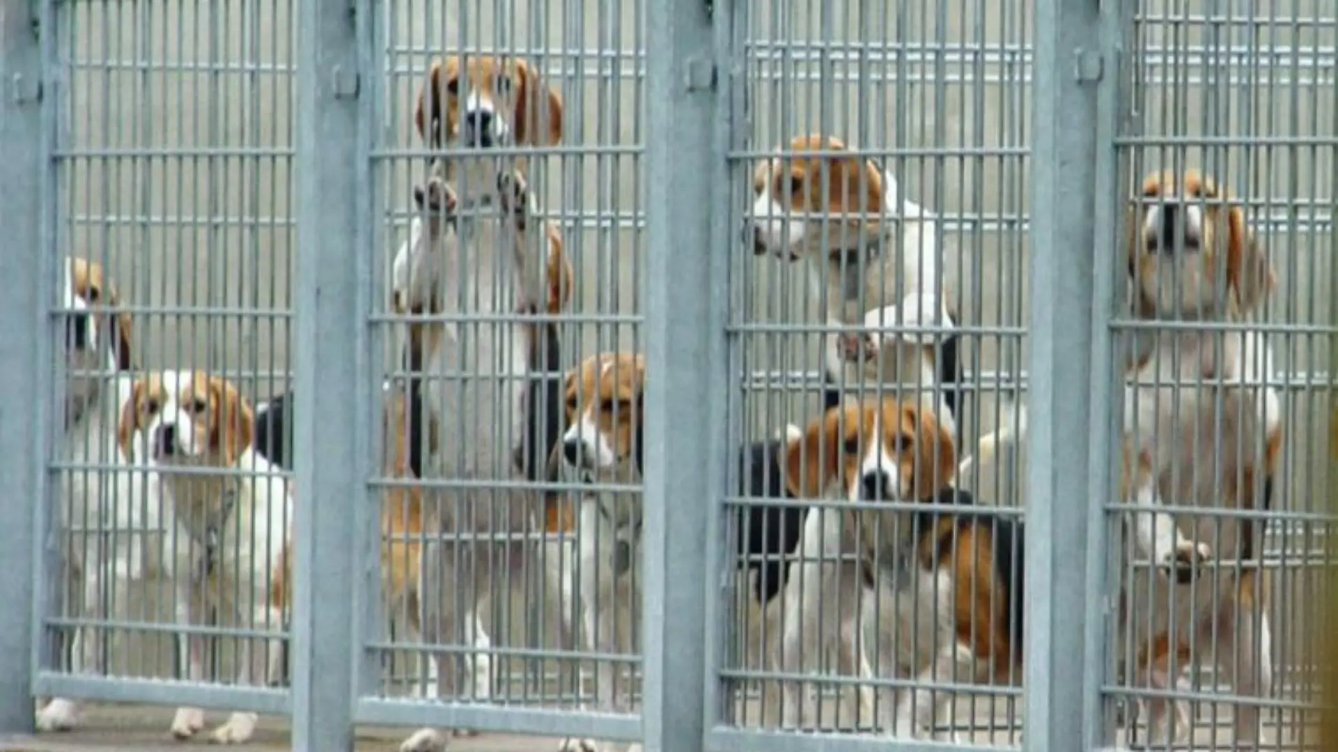 Tiere in Not - Gefangene Beagles in Mienenbttel