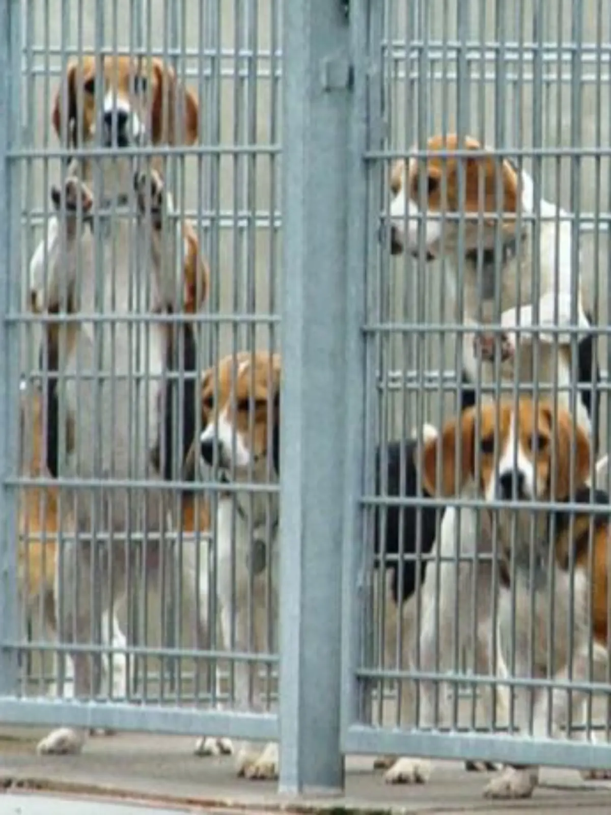 Tiere in Not - Gefangene Beagles in Mienenbttel