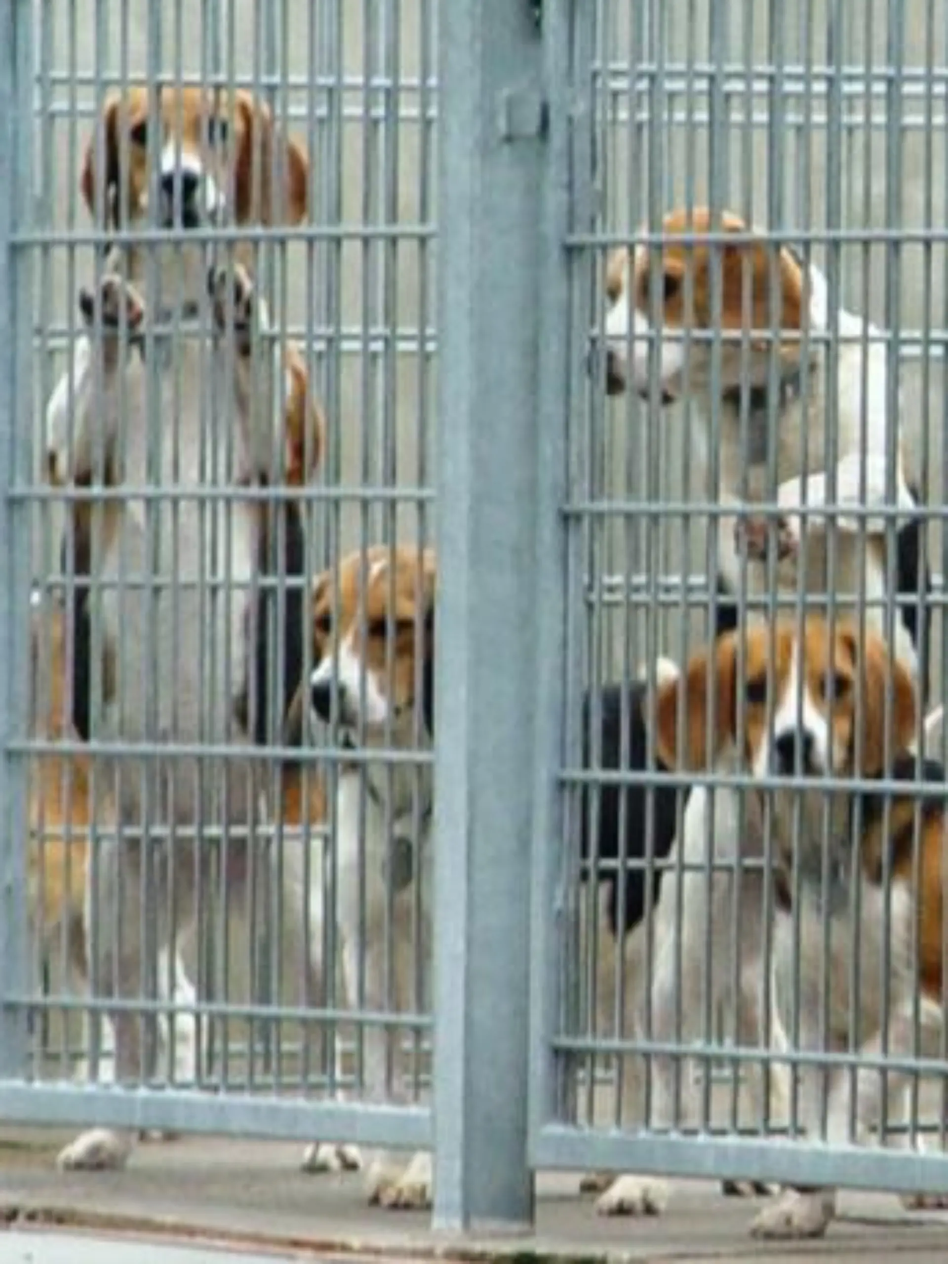 Tiere in Not - Gefangene Beagles in Mienenbttel