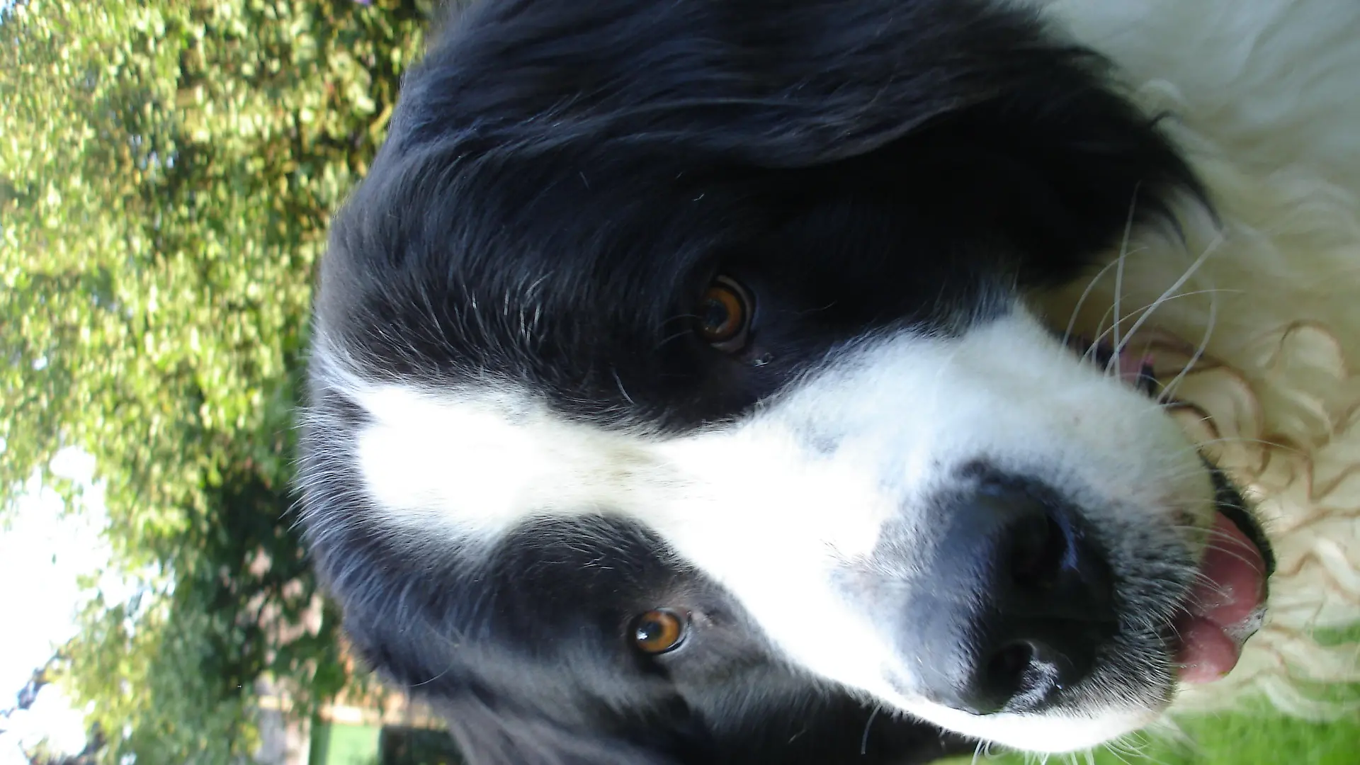 Tiere in Not - Fall Arkani