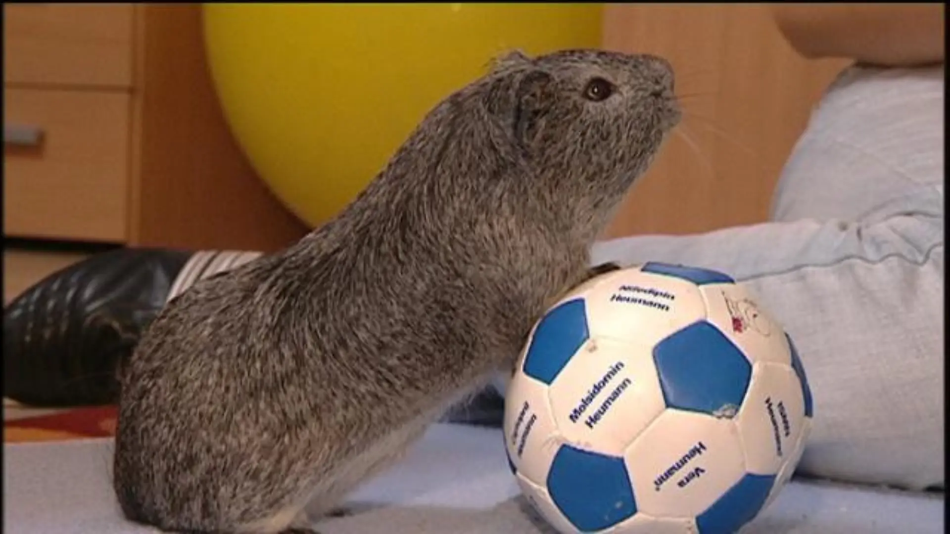 tiergeschichten2