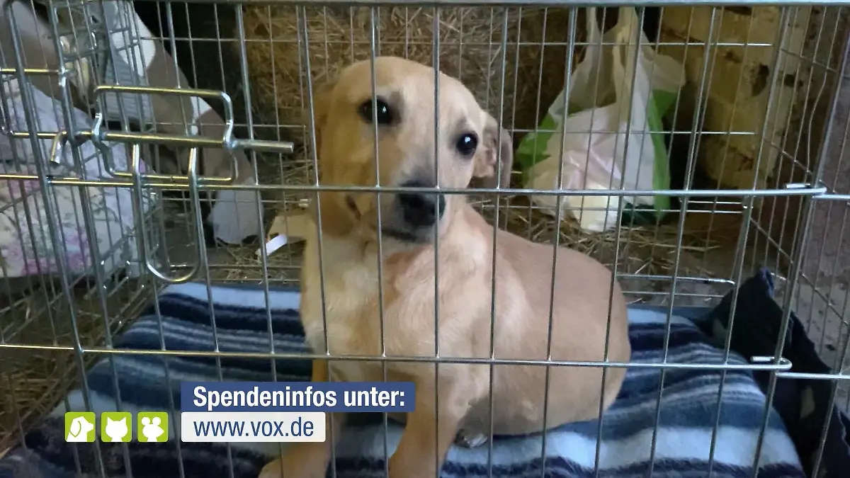 Ein Hund wird aus der Ukraine gerettet