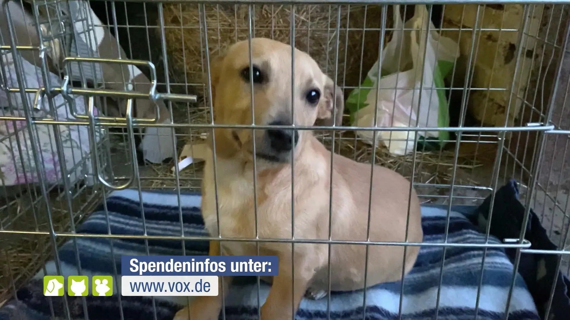 Ein Hund wird aus der Ukraine gerettet