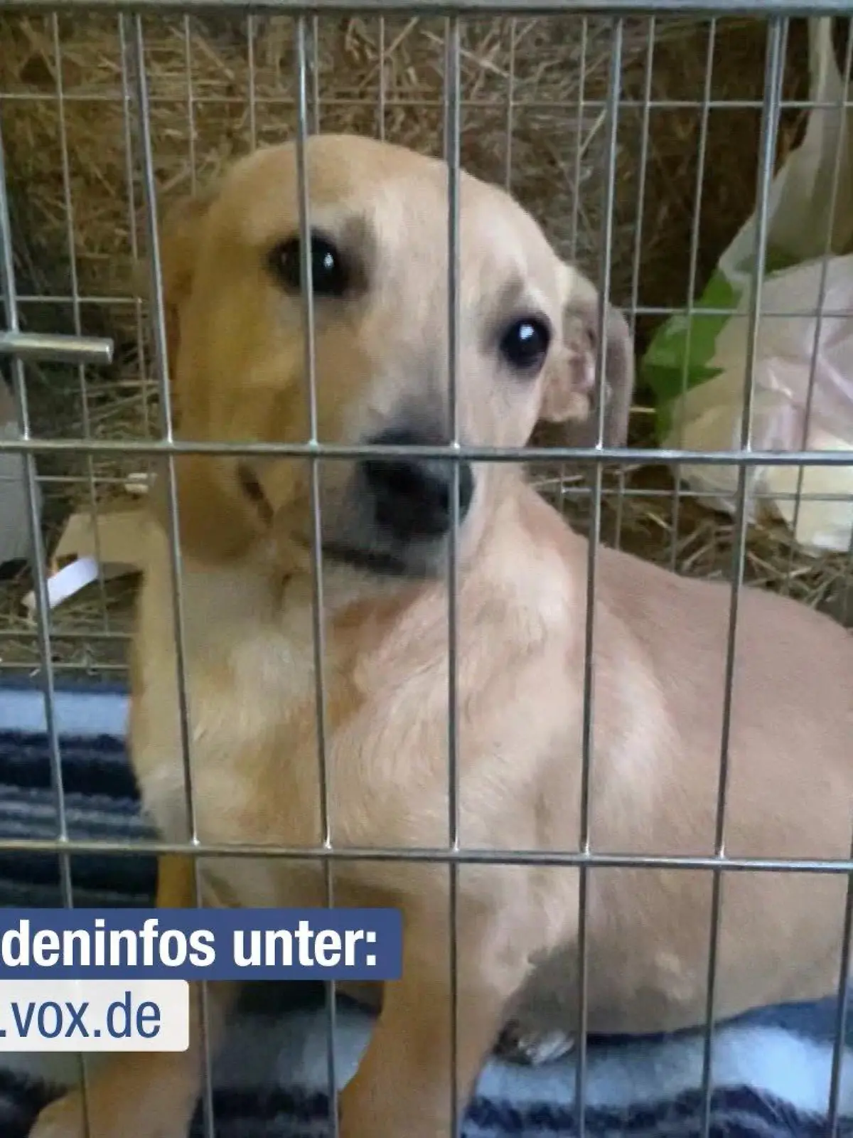 Ein Hund wird aus der Ukraine gerettet