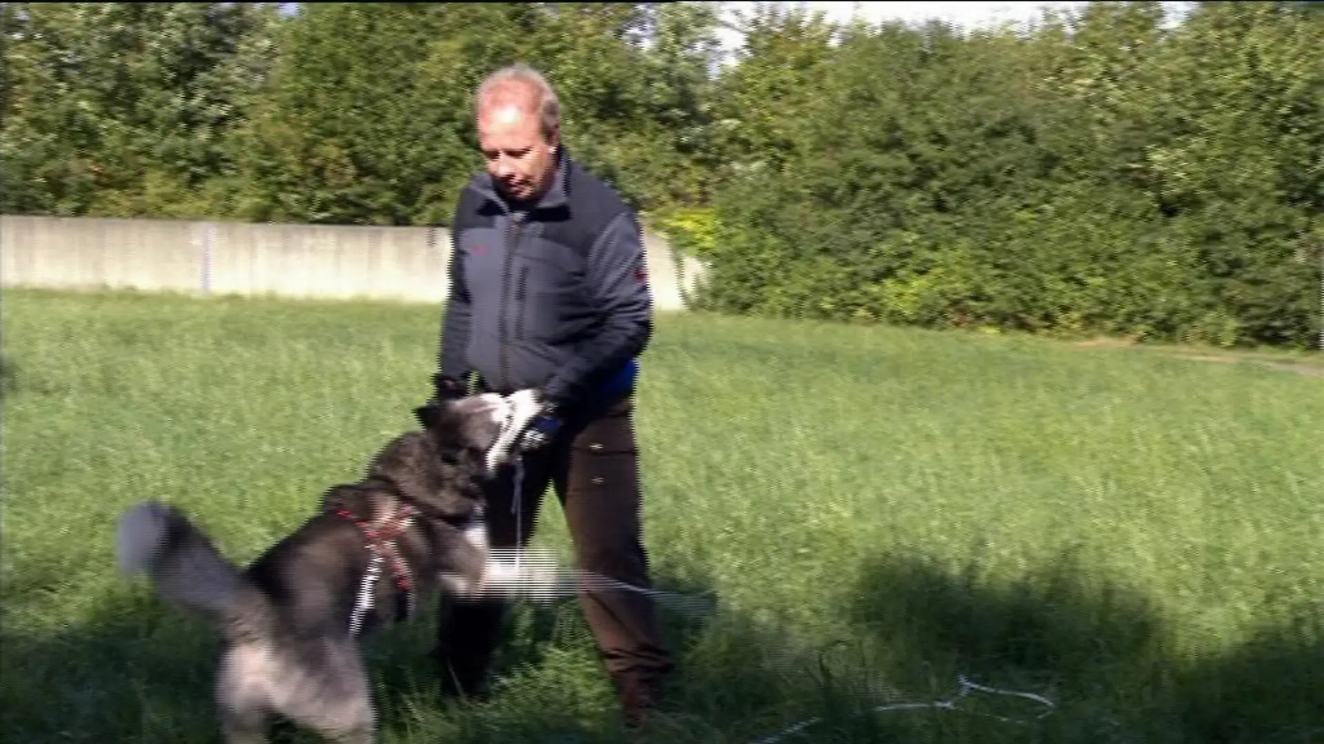 hundeprofi 1