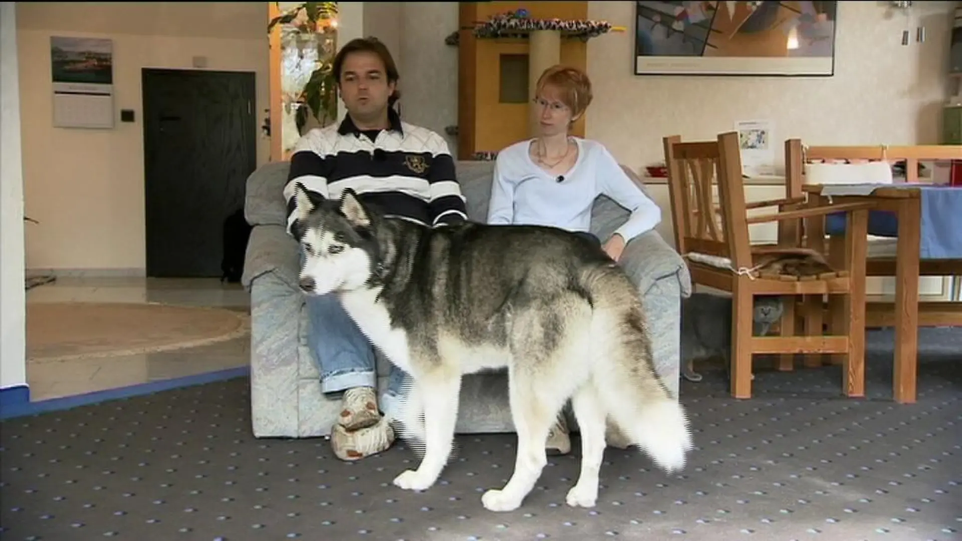 hundeprofi 2
