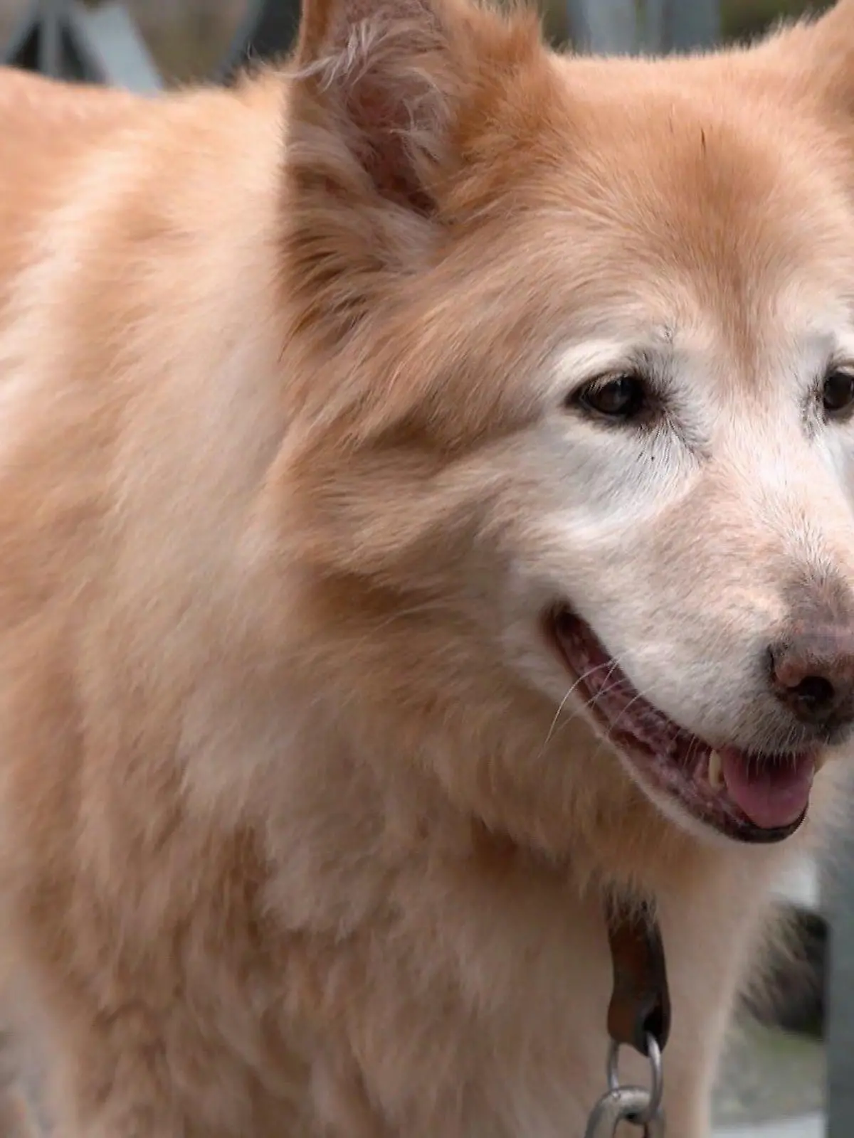 Woran liegt es, wenn Hunde stinken? Dieser Frage geht das VOX-Haustiermagazin "hundkatzemaus" nach.