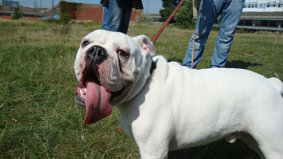 hundeprofi kurt