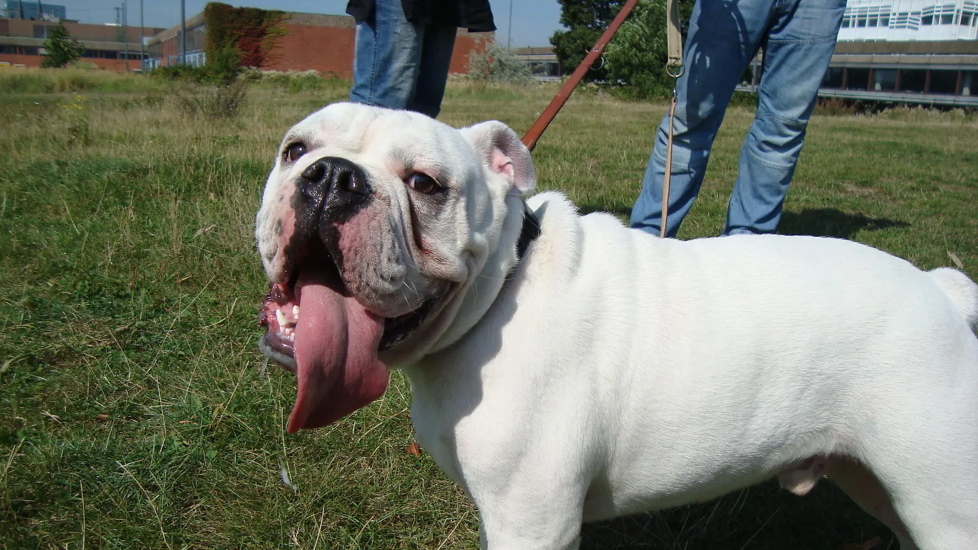 hundeprofi kurt