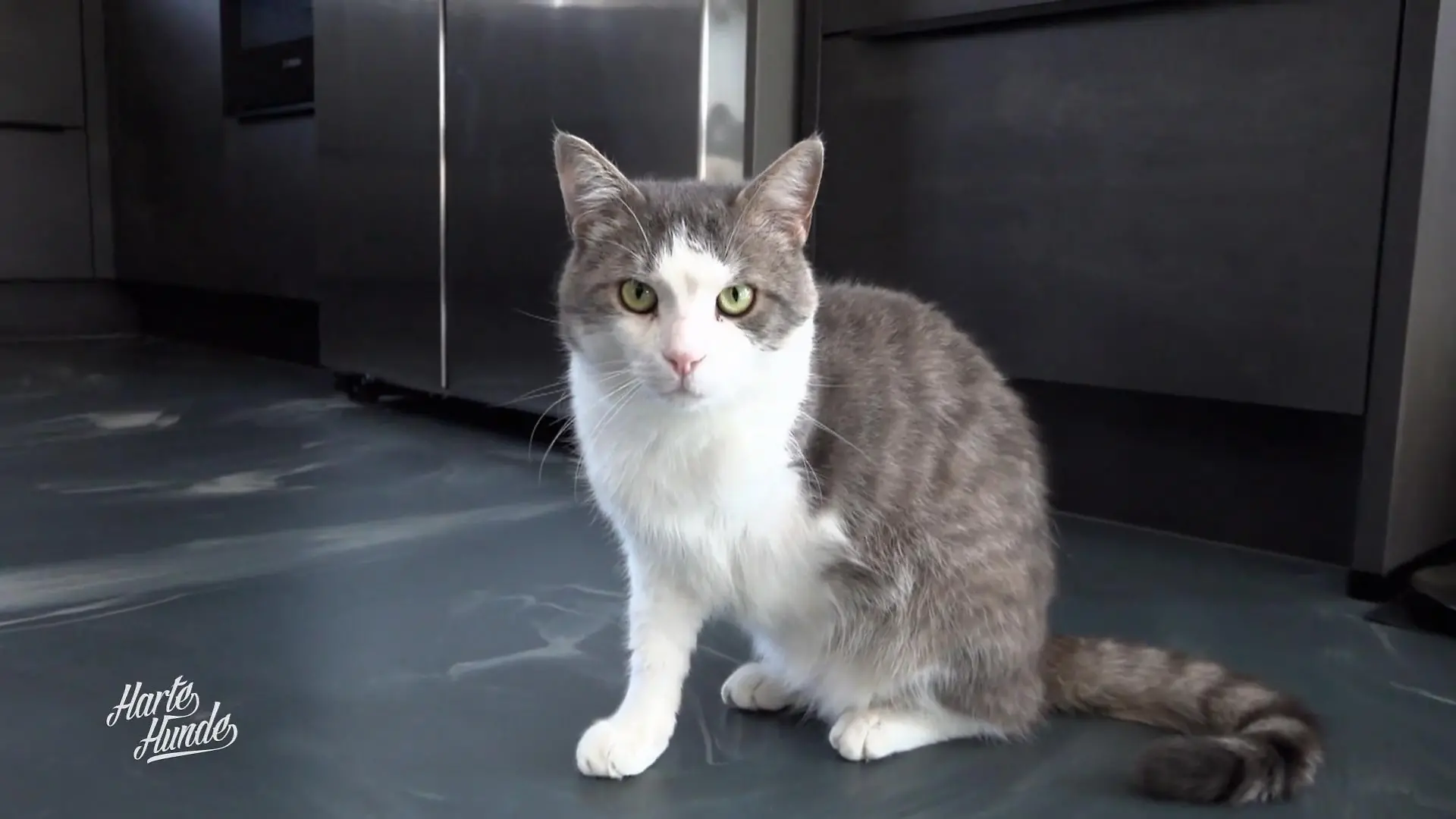 Mit seinem fehlenden Bein war Kater Gustl bisher schwer vermittelbar