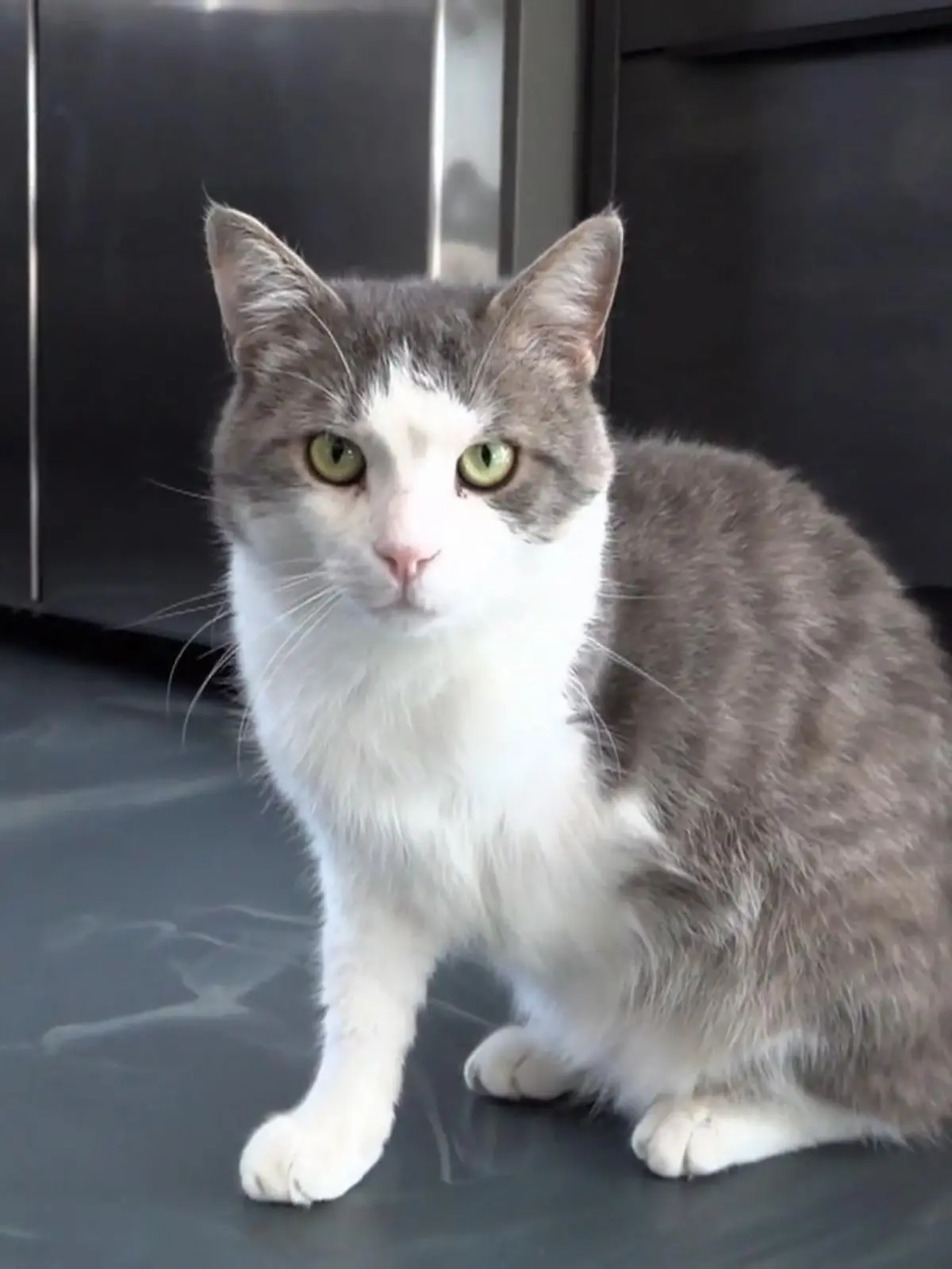 Mit seinem fehlenden Bein war Kater Gustl bisher schwer vermittelbar