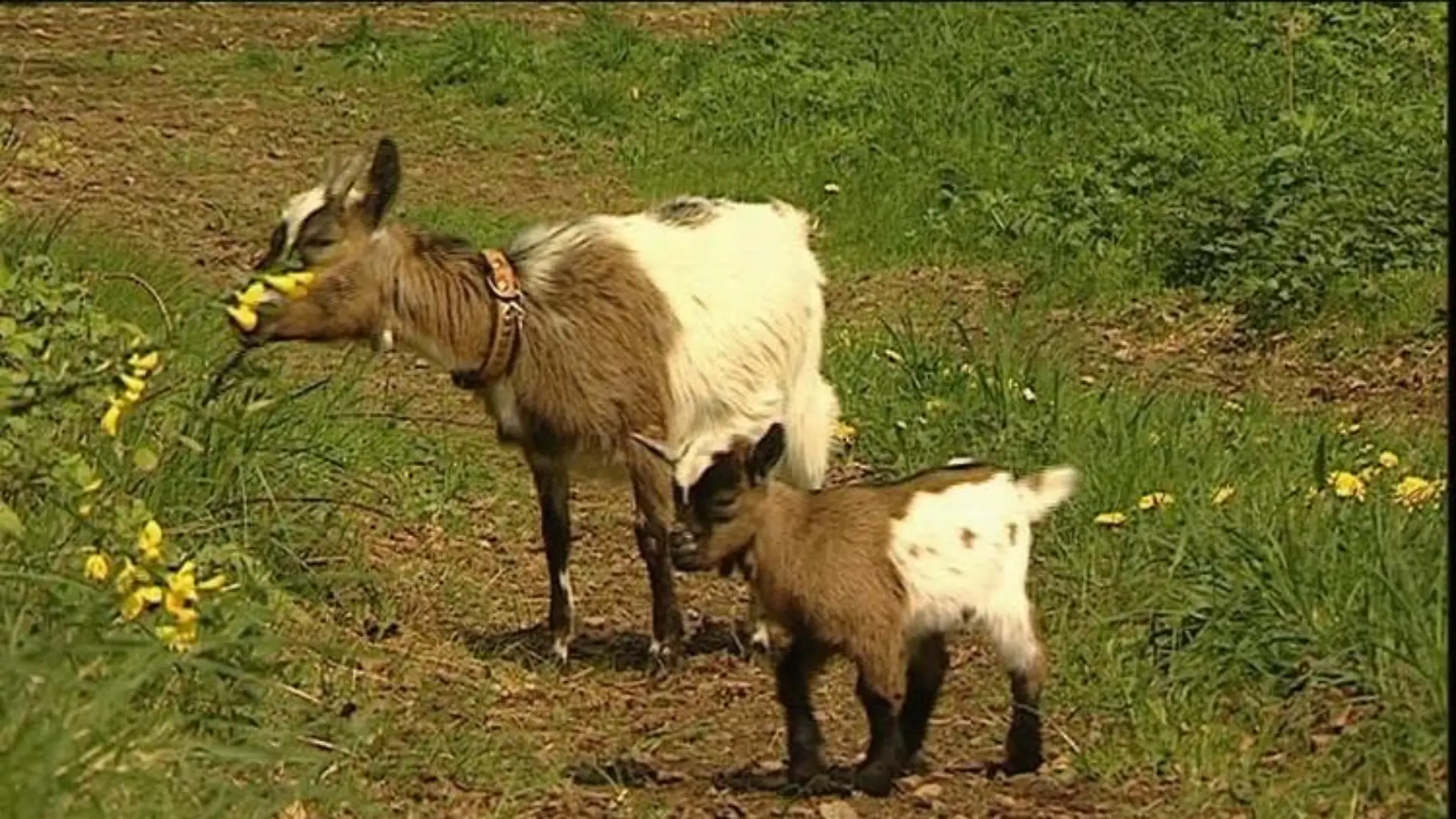 tiergeschichten2 zwergziegen