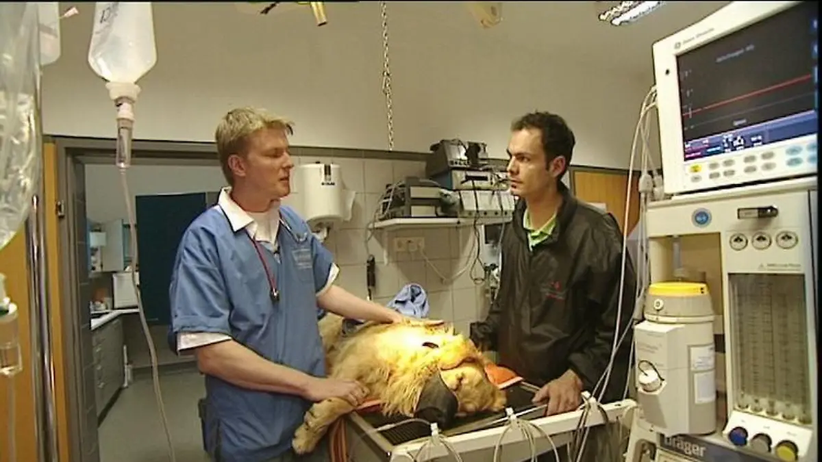 Tiergeschichten3 Golden Retriever Charly