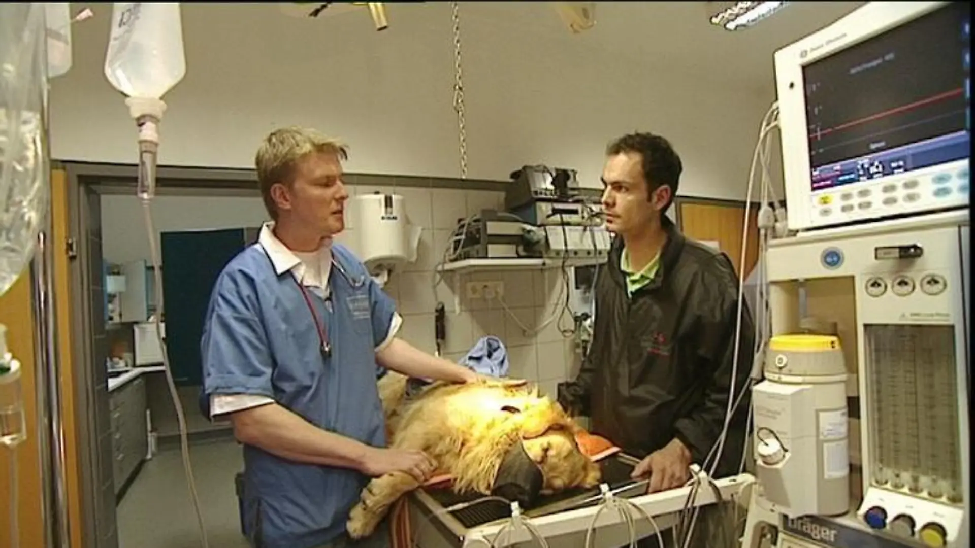 Tiergeschichten3 Golden Retriever Charly