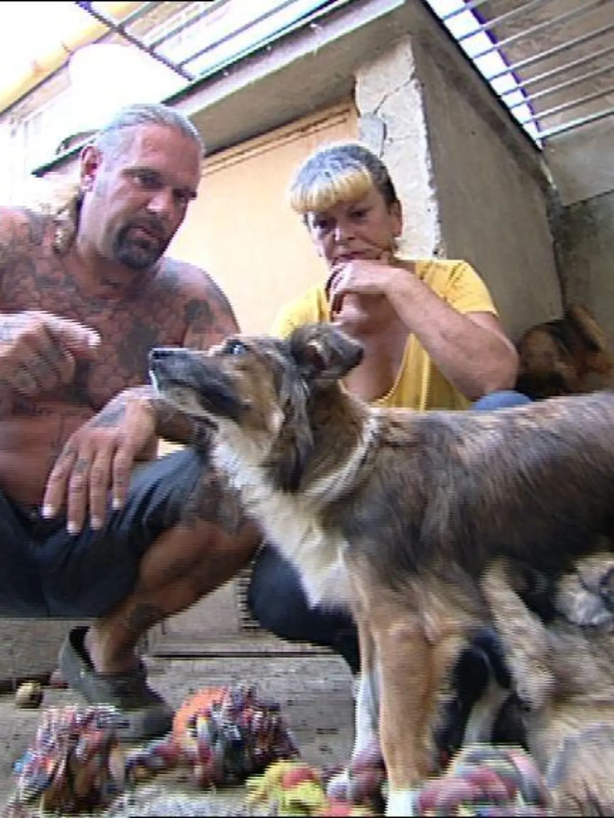 Tiergeschichten3 - Bild 1 - Ralf und Sonja - Mutter mit Welpen wurd im Straemgraben entsorgt