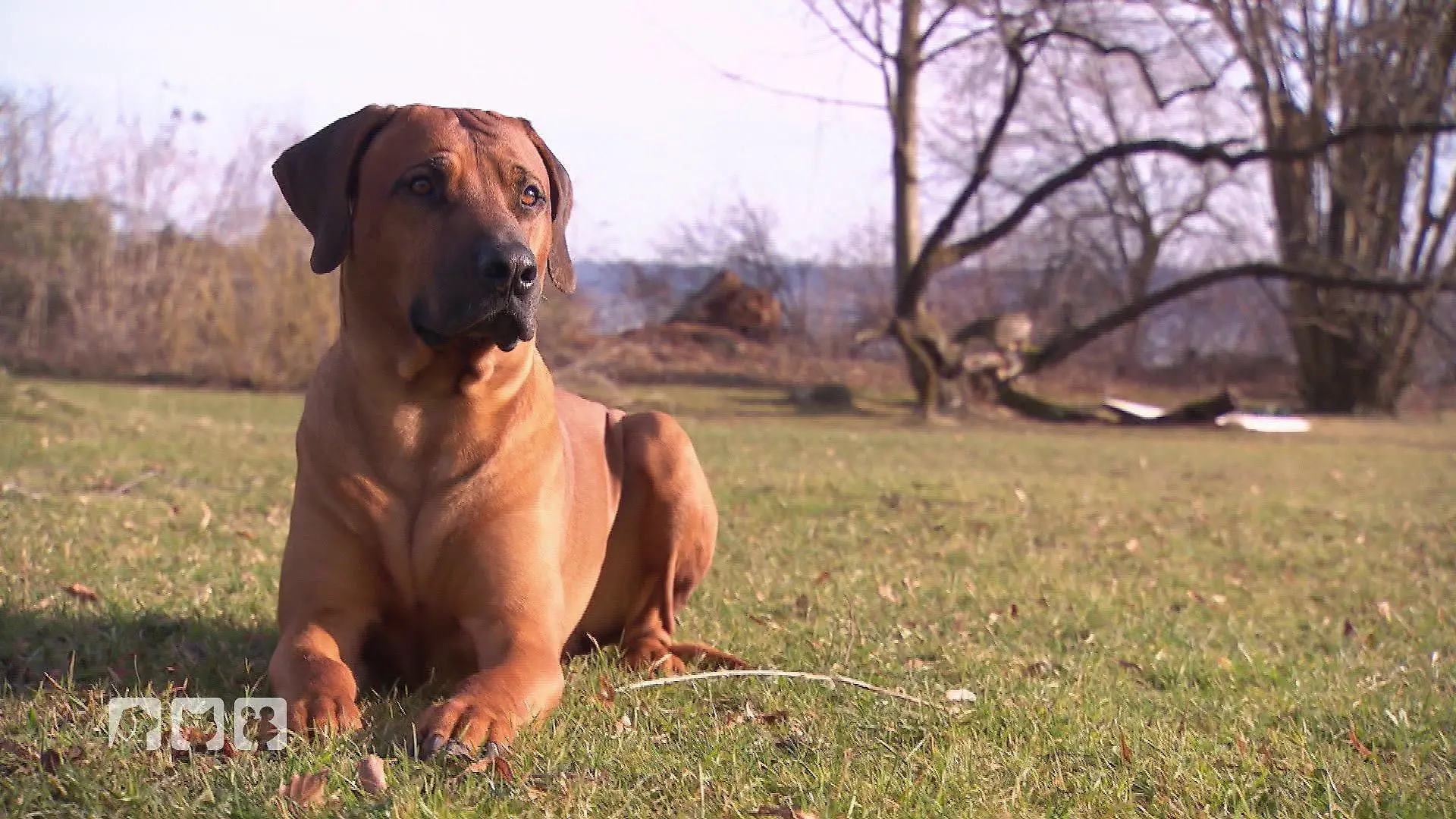 Ridgeback-Rüde George