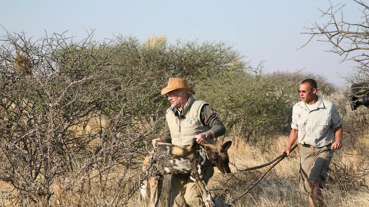 Sprechstunde1 - Bild 1 - Dr. Wolf - Wildhunde