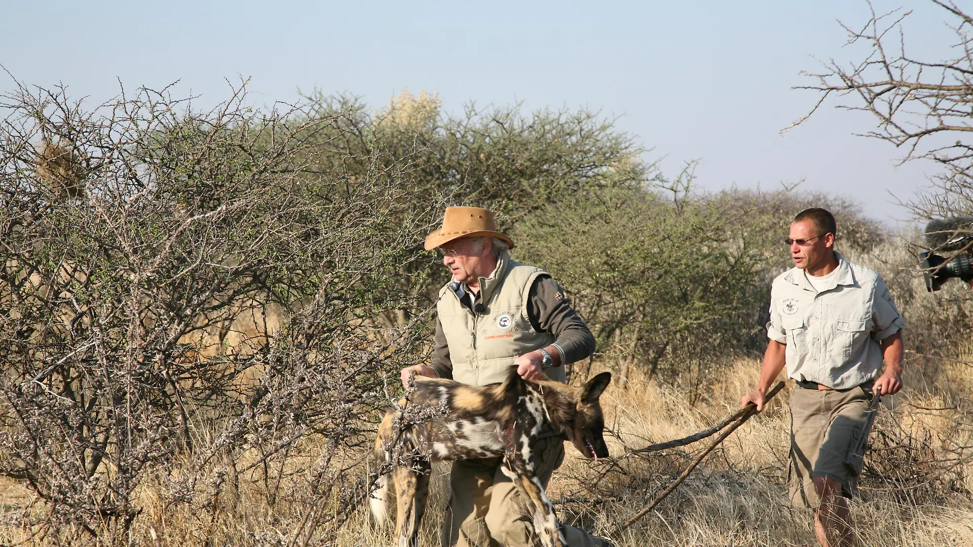 Sprechstunde1 - Bild 1 - Dr. Wolf - Wildhunde