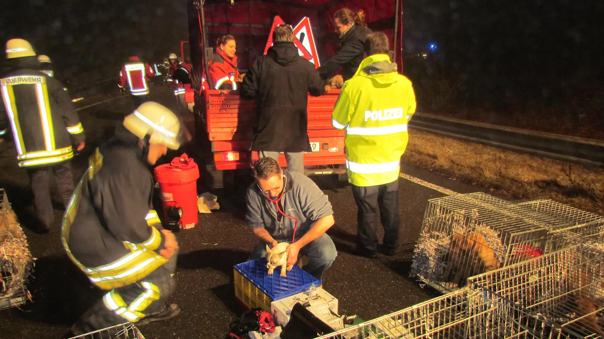 Tiere in Not 1 - Welpentransporter verunglckt
