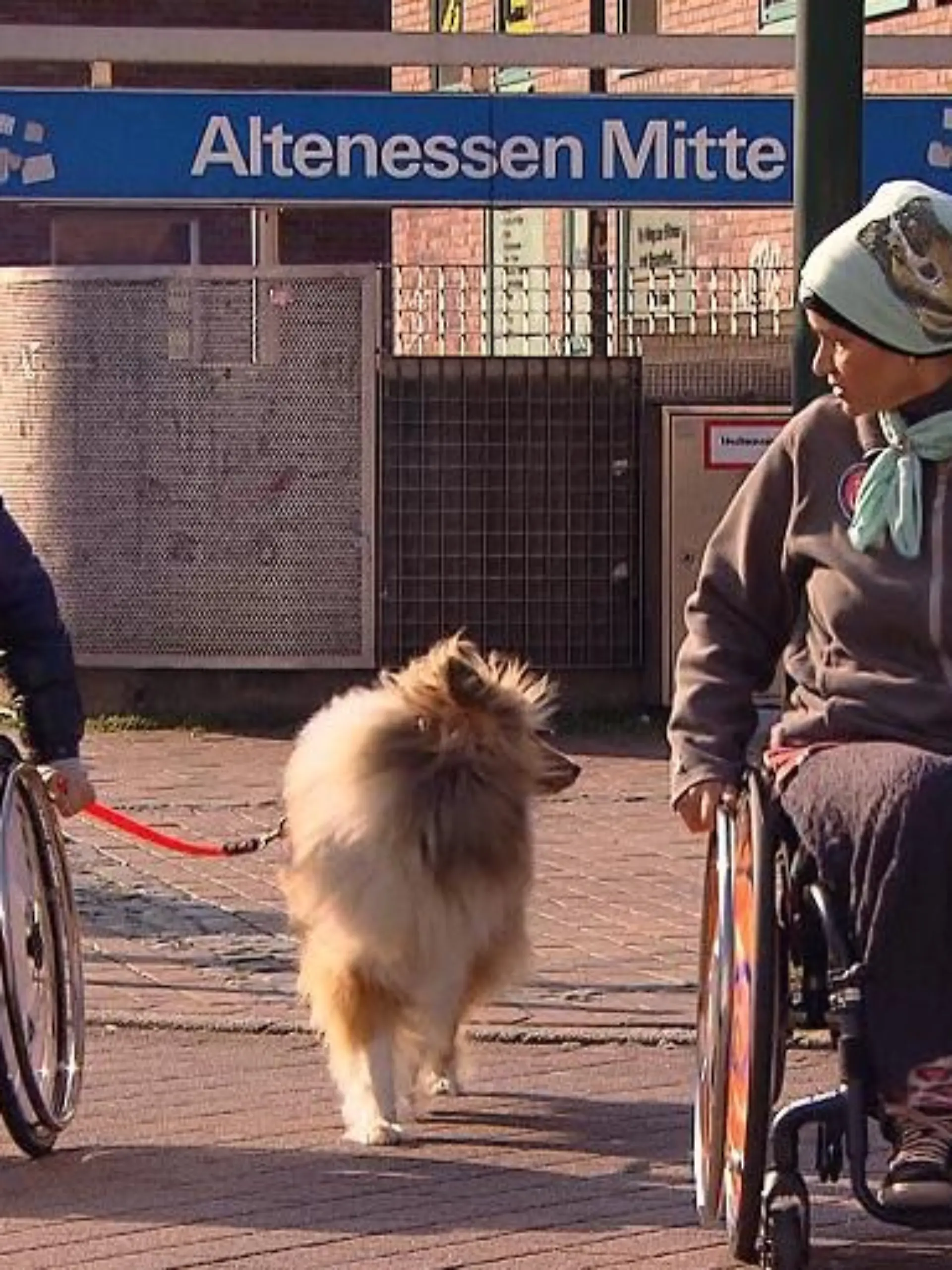 Tiergeschichten3 - VOX - Hundetrainerin Filiz Erfurt mit Yannick und seinem Hund Mylo beim Training fr die Behinderten-Begleithundeprfung