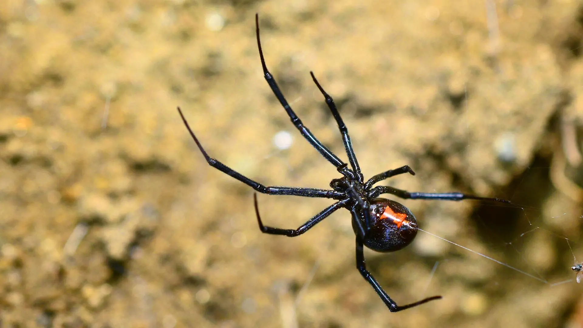 Suedliche Schwarze Witwe (Latrodectus mactans), Ganzkoerperansicht, Ansicht von unten, USA, Sierra Nevada black widow spider (hourglass spider, shoe button spider, po-ko-moo spider) (Latrodectus mactans), full-length, view from below, USA, Sierra Nevada BLWS456159 Copyright: xblickwinkel/P.xSchuetzx

South Black Widow Latrodectus Mactan Ganzkoerperansicht View from below USA Sierra Nevada Black Widow Spider hat hooks hourglass Spider Shoe Button Spider Po Ko Moo Spider Latrodectus Mactan Full length View from below USA Sierra Nevada  Copyright xblickwinkel P xSchuetzx  