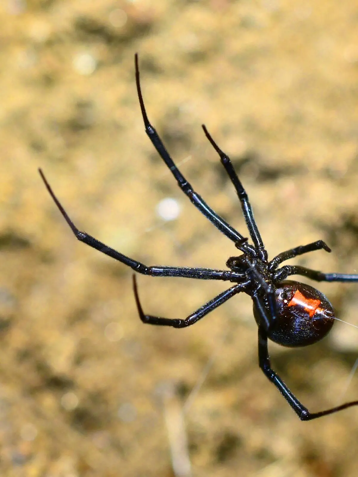 Suedliche Schwarze Witwe (Latrodectus mactans), Ganzkoerperansicht, Ansicht von unten, USA, Sierra Nevada black widow spider (hourglass spider, shoe button spider, po-ko-moo spider) (Latrodectus mactans), full-length, view from below, USA, Sierra Nevada BLWS456159 Copyright: xblickwinkel/P.xSchuetzx

South Black Widow Latrodectus Mactan Ganzkoerperansicht View from below USA Sierra Nevada Black Widow Spider hat hooks hourglass Spider Shoe Button Spider Po Ko Moo Spider Latrodectus Mactan Full length View from below USA Sierra Nevada  Copyright xblickwinkel P xSchuetzx  