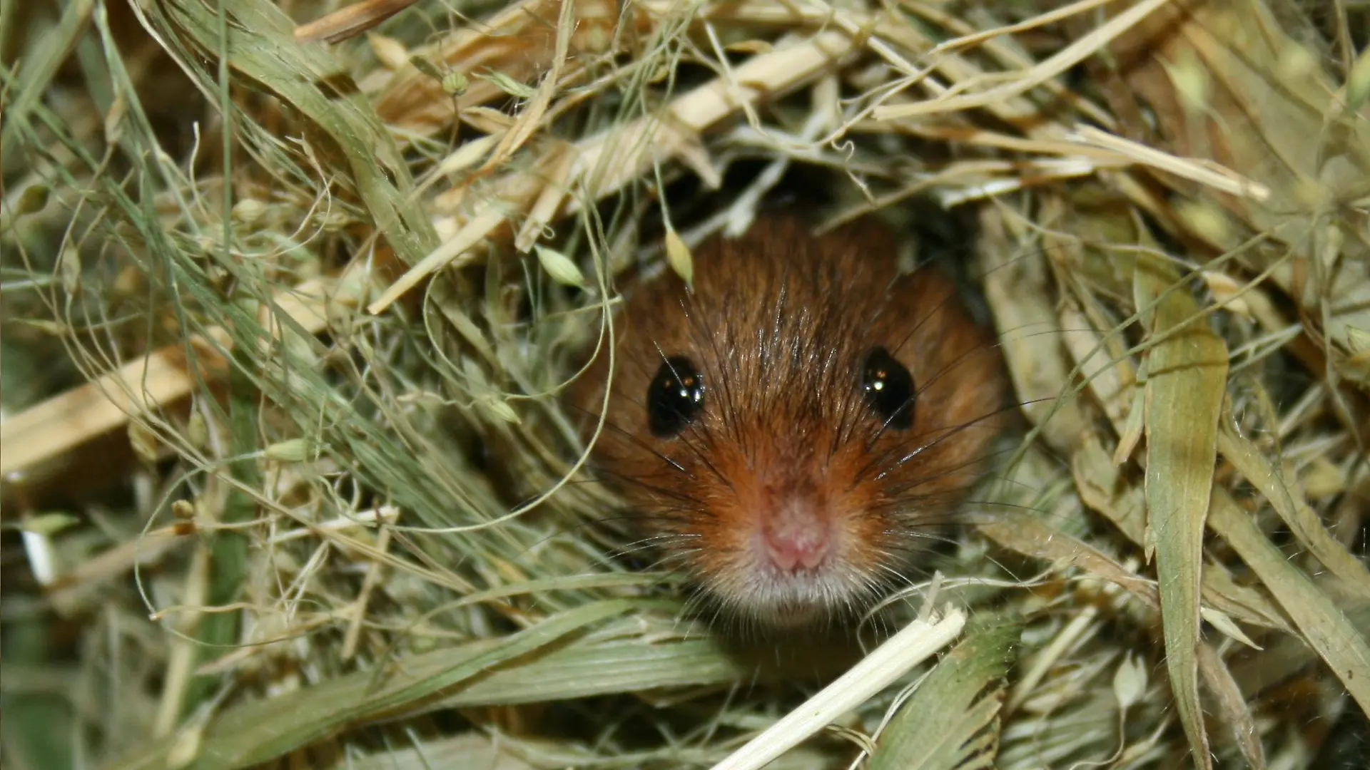 Tiergeschichten2 - Zwergmaus