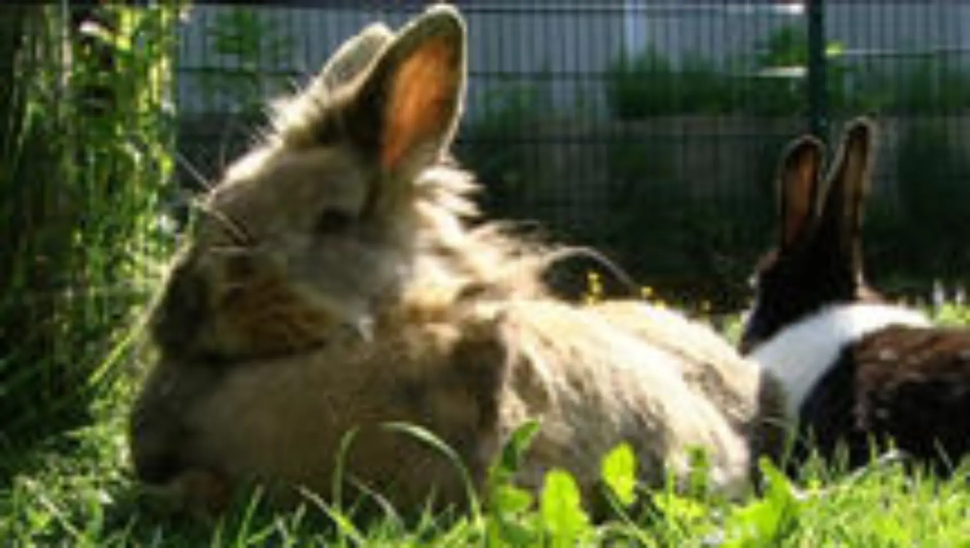 tiergeschichten2