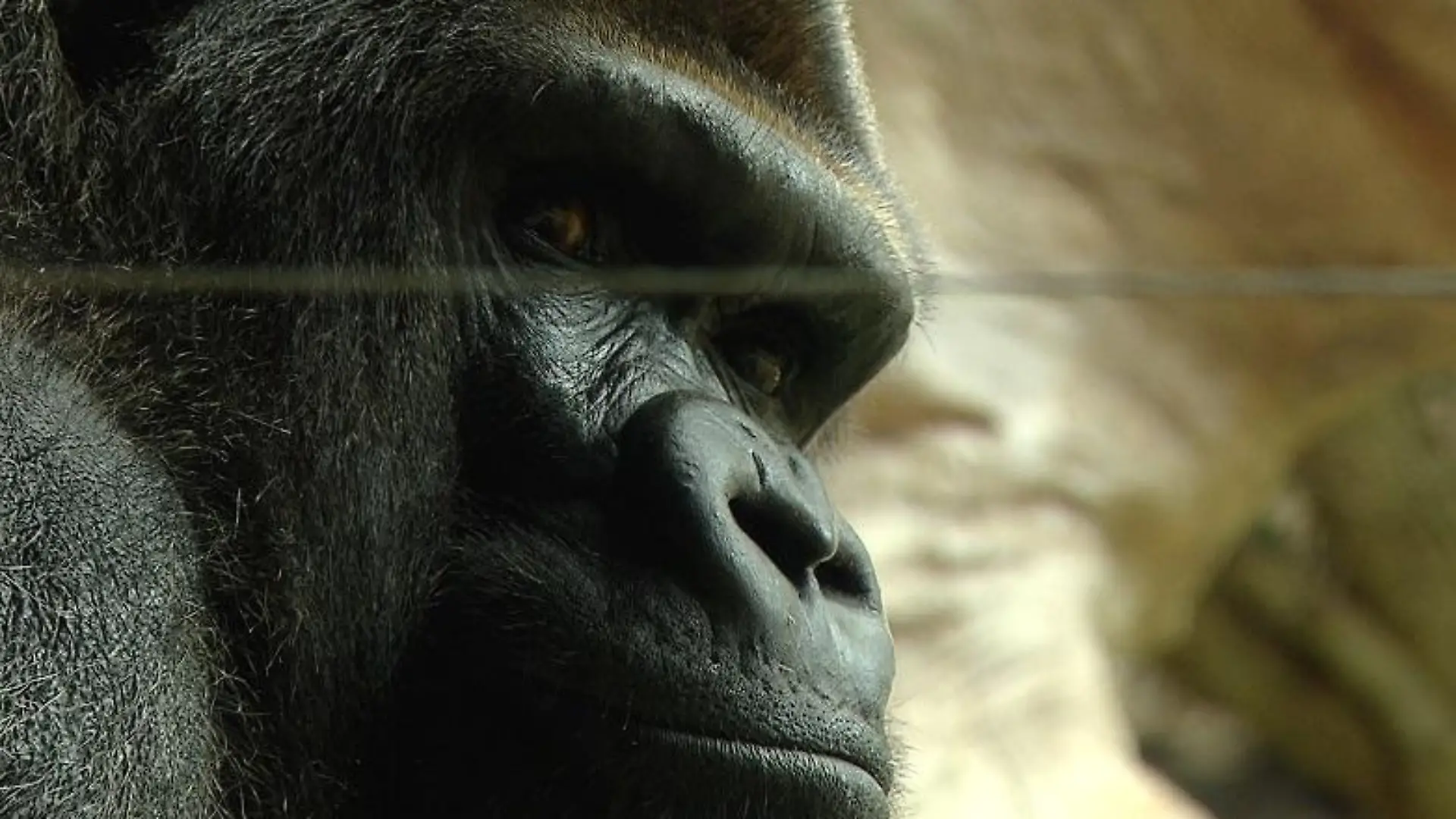 Tiergeschichten3 - VOX-DOCMA TV - Reinschmidt informiert ber Gorilla