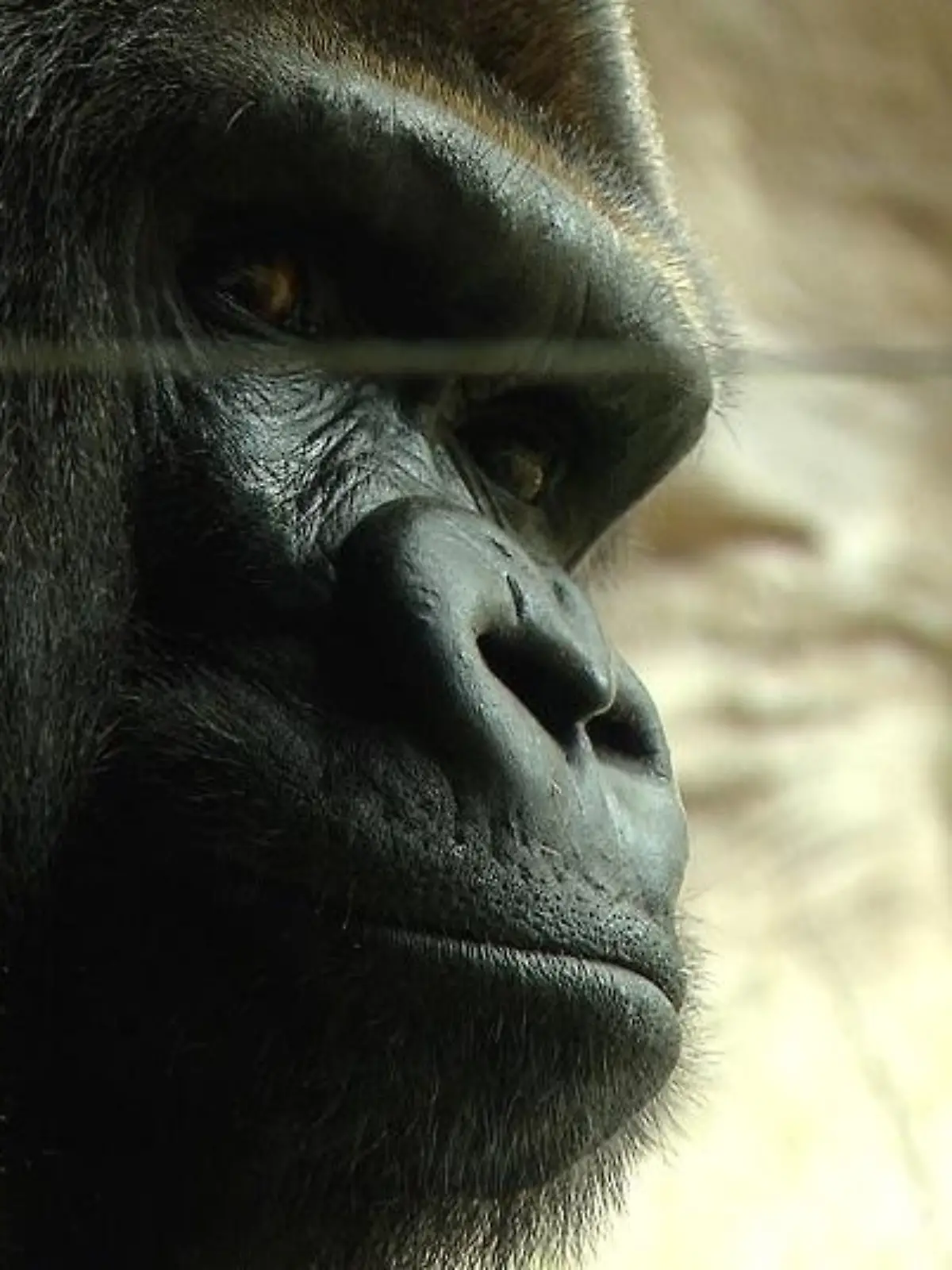 Tiergeschichten3 - VOX-DOCMA TV - Reinschmidt informiert ber Gorilla