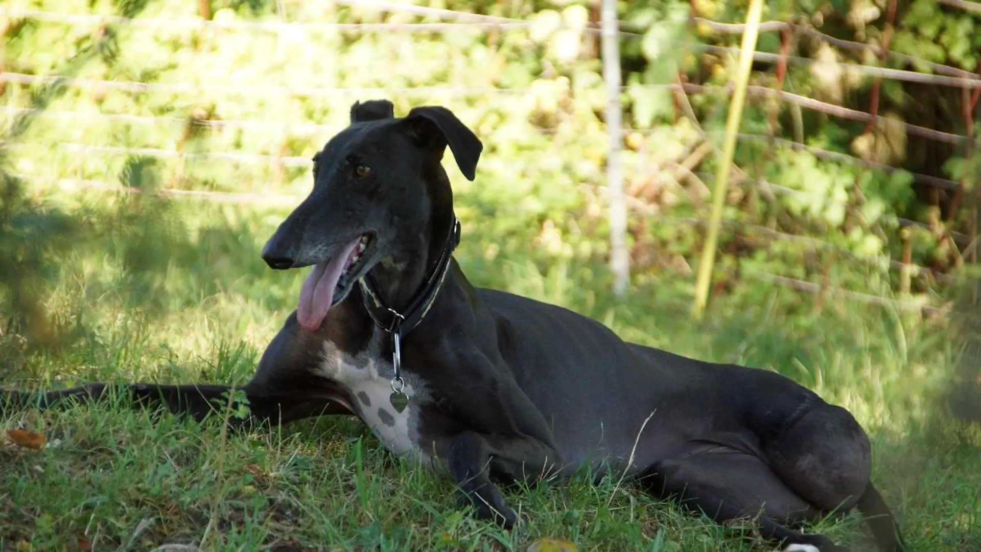 Tiergeschichten3 - VOX-DOCMA TV - Dreibeinige Galgo-Hndin Kiba hat es geschafft