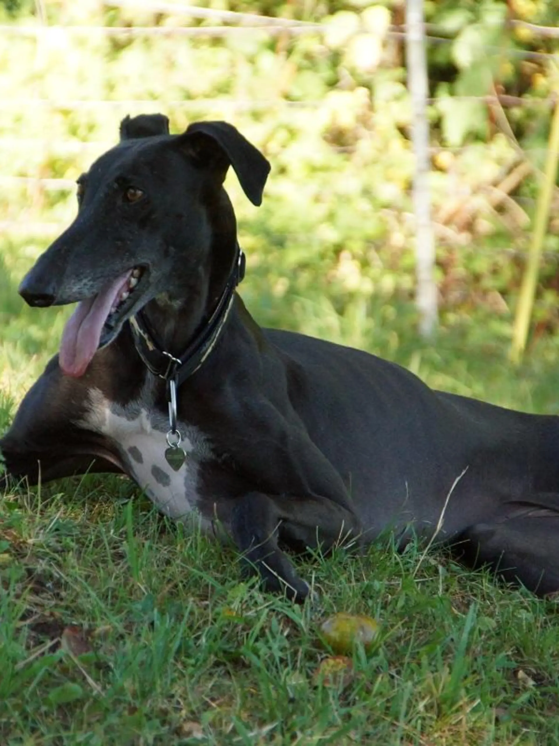 Tiergeschichten3 - VOX-DOCMA TV - Dreibeinige Galgo-Hndin Kiba hat es geschafft
