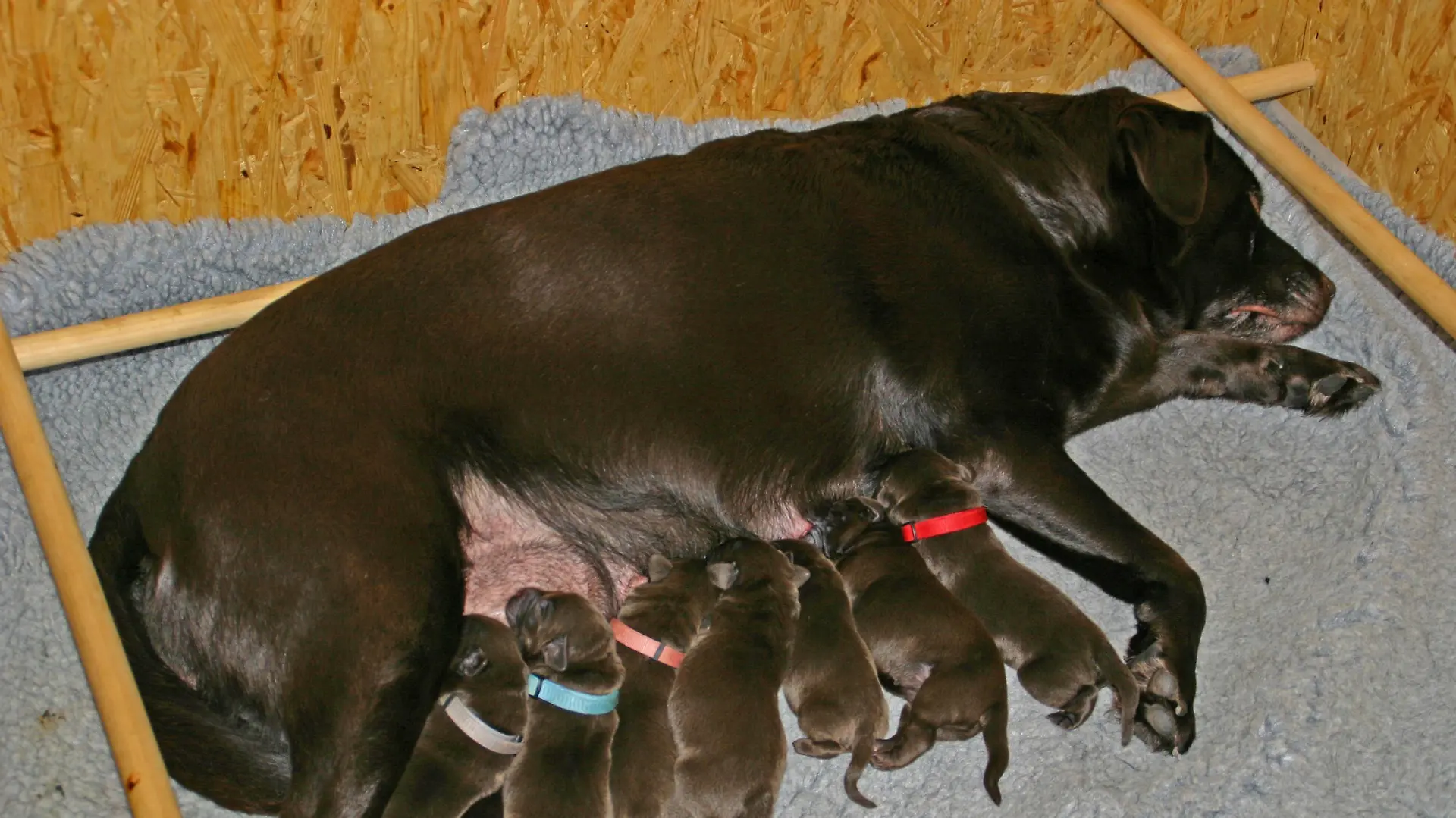 Labrador-Hundemutter Elli hat nach bangen Stunden sieben winzige braune Welpen zur Welt gebracht!