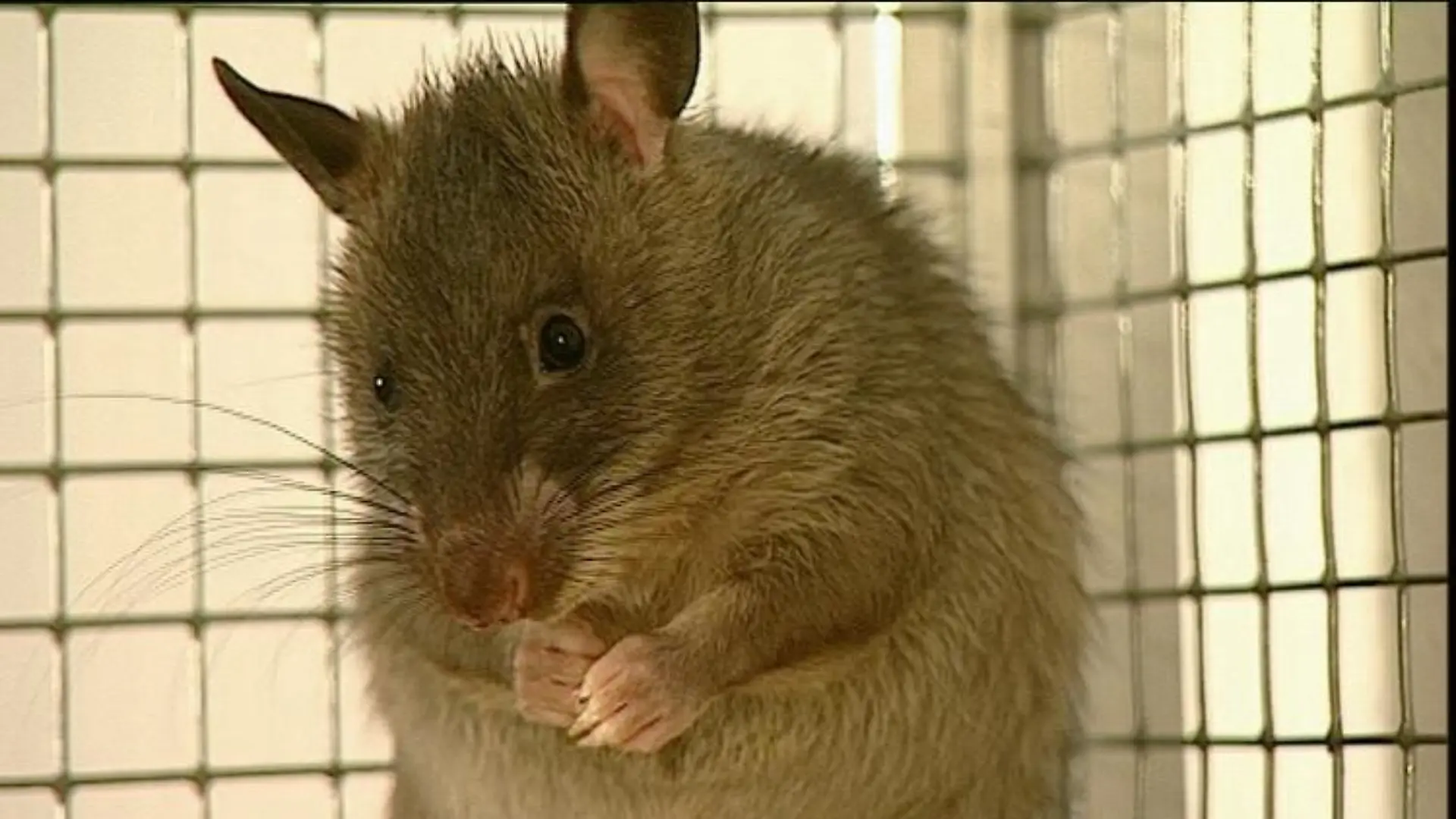 tiergeschichten ratte close