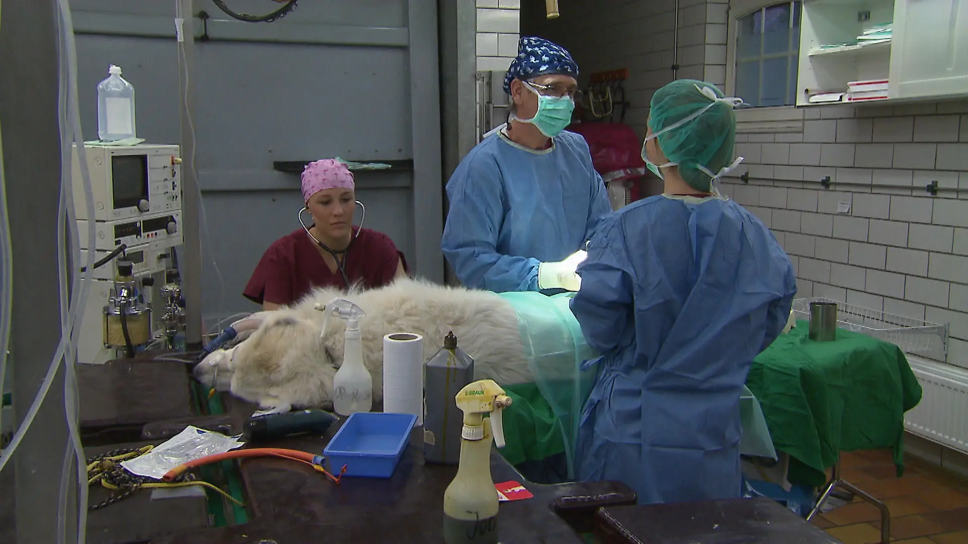 Tierklinik Isernhagen Fall Bella VOX (2)