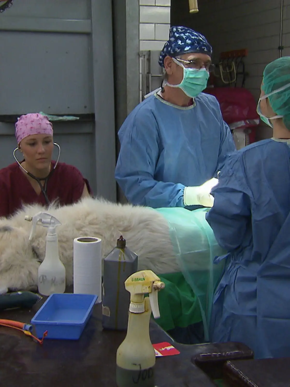Tierklinik Isernhagen Fall Bella VOX (2)