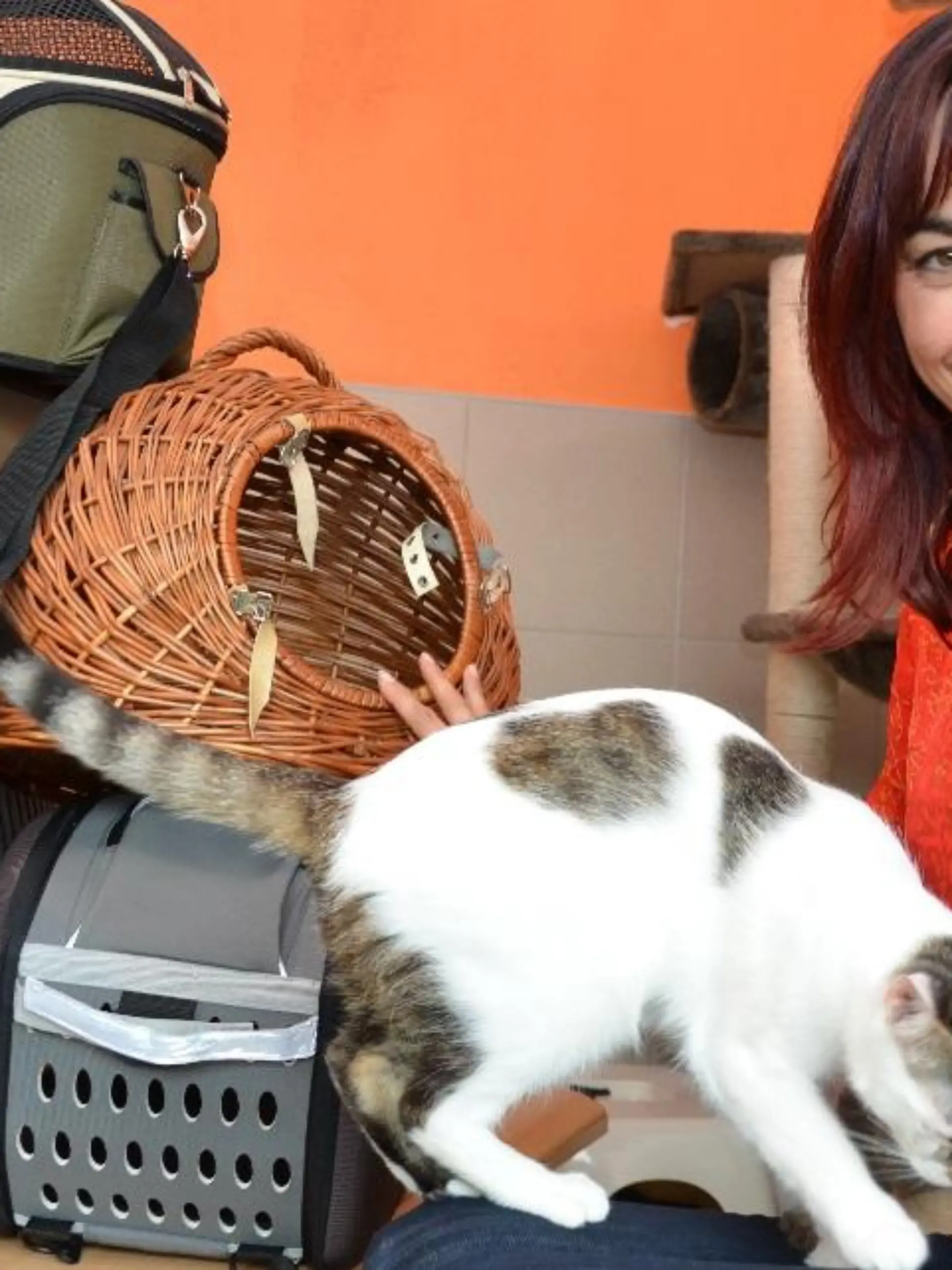 Tiergeschichten3 - VOX-DOCMA TV - Diana testen Katzentransportboxen