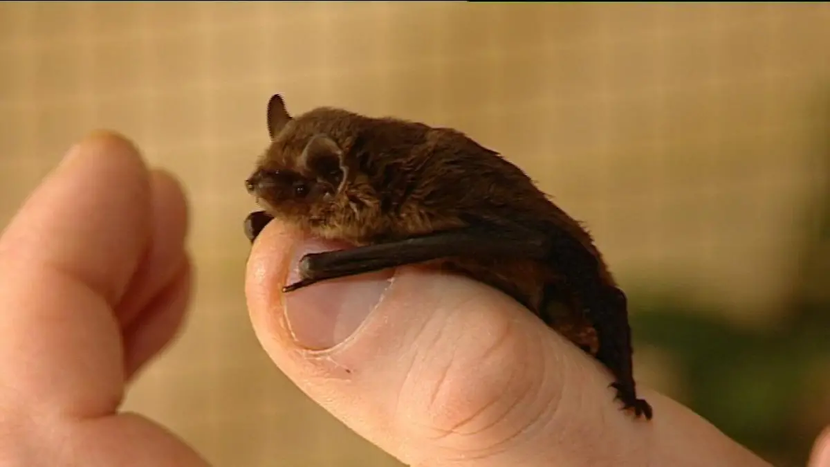 zusatzbild fledermaus 2