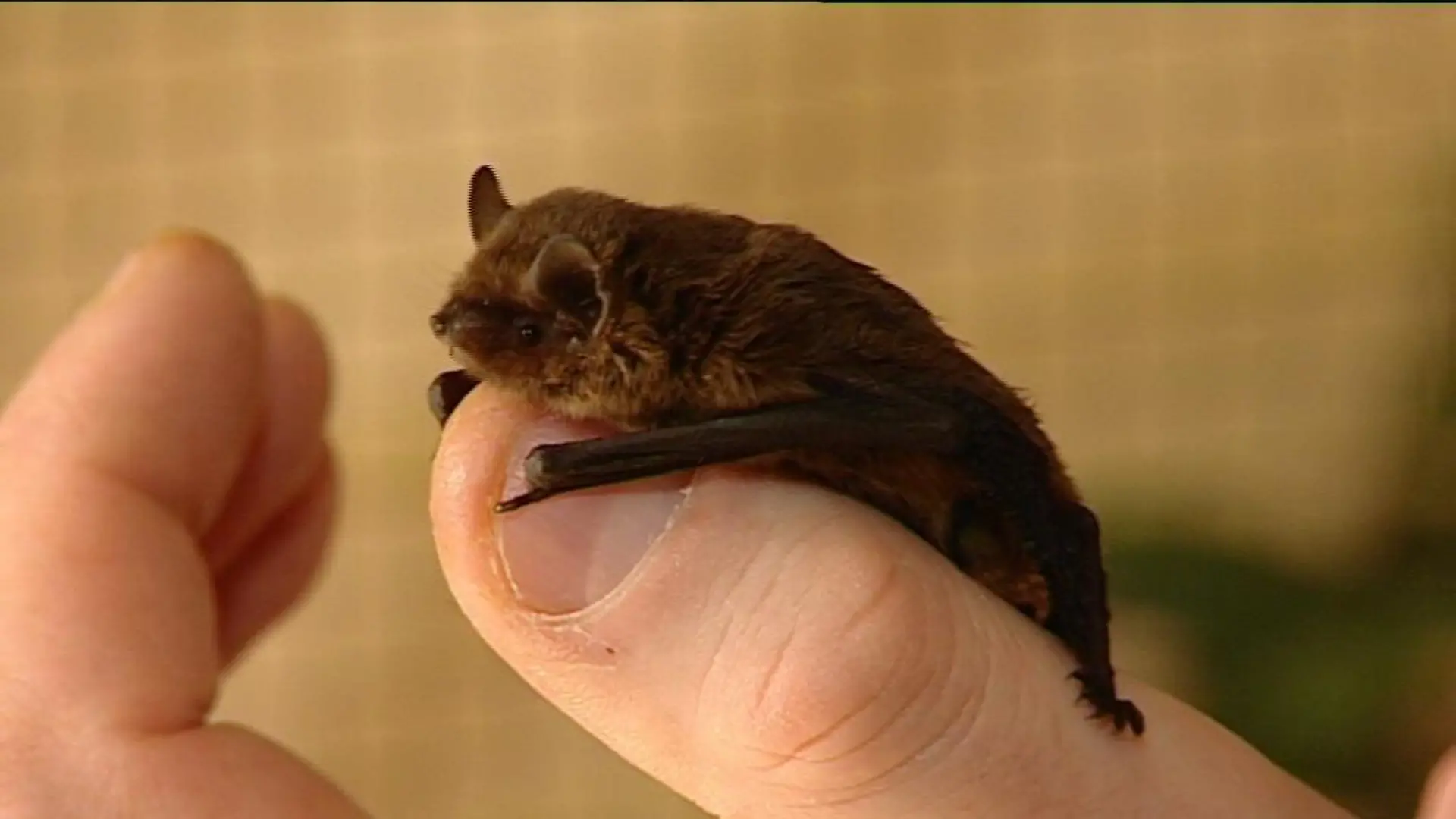 zusatzbild fledermaus 2