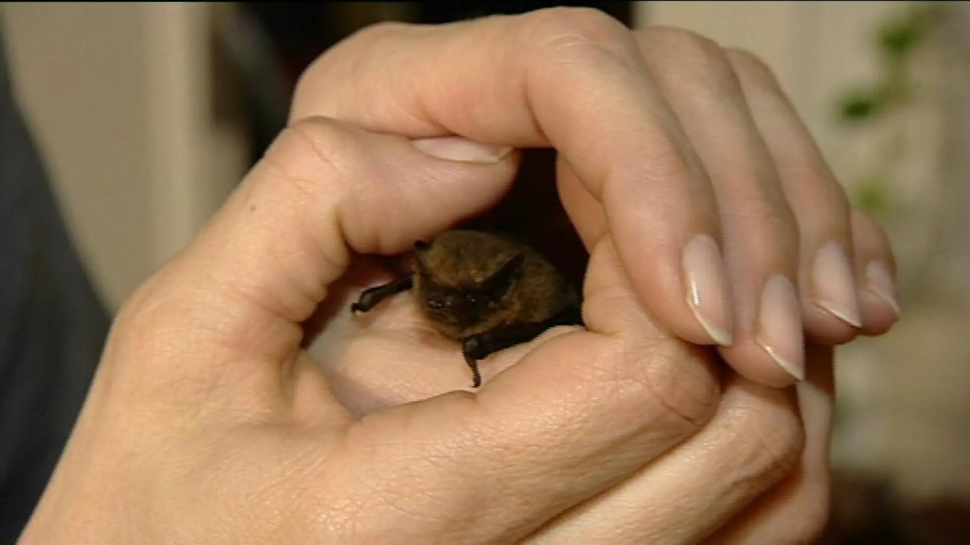 zusatzbild fledermaus 1
