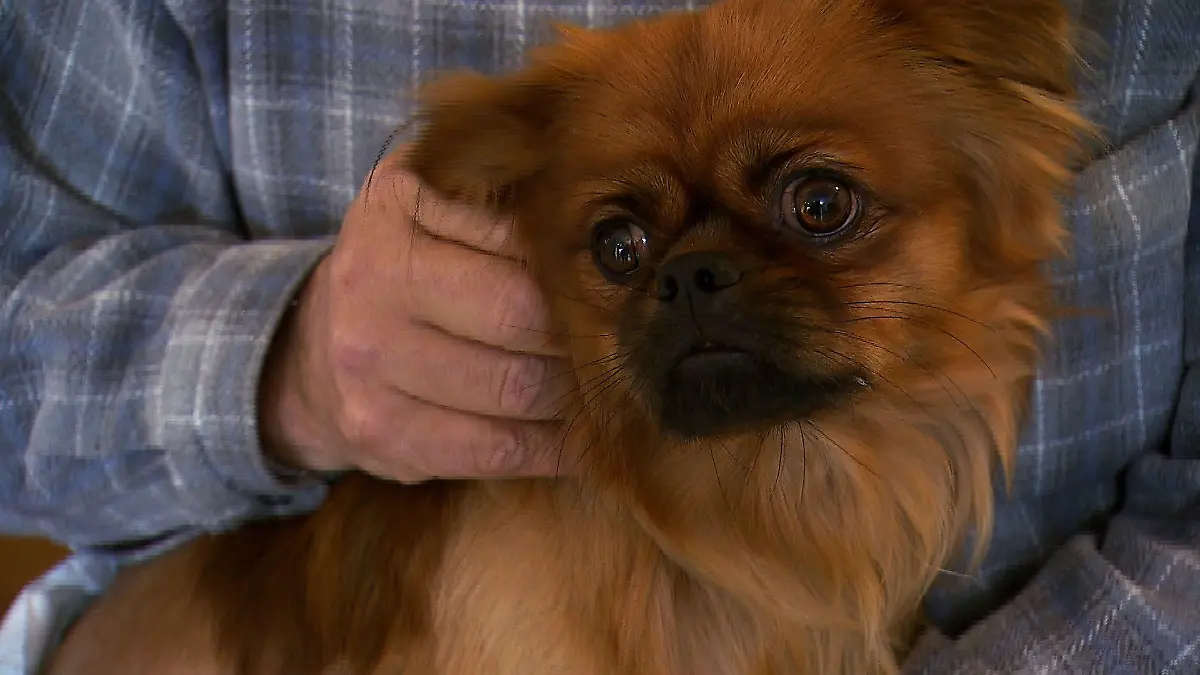 Tiere in Not - VOX-DOCMA TV - Pflegefall Timmy