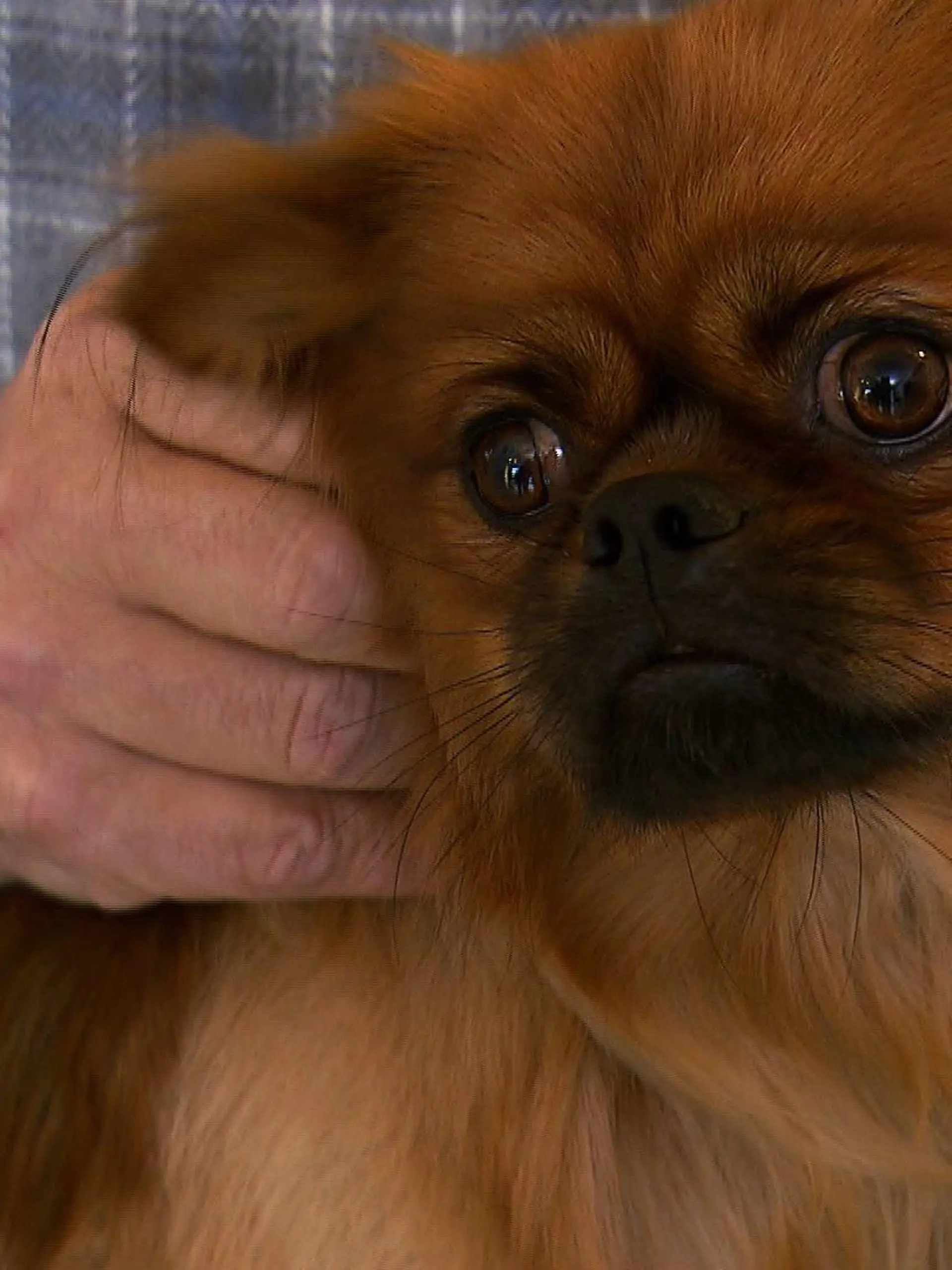Tiere in Not - VOX-DOCMA TV - Pflegefall Timmy