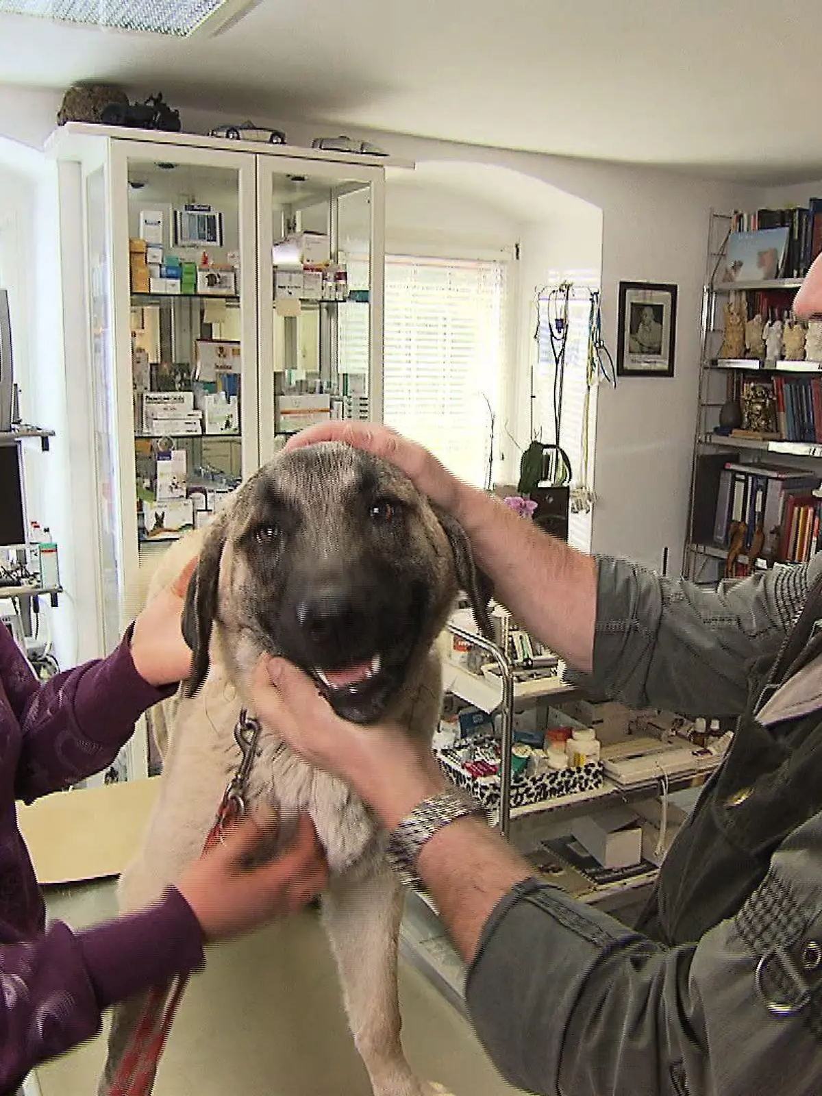 Sprechstunde - Dr. Wolf und Hund mit altem Bruch (1)